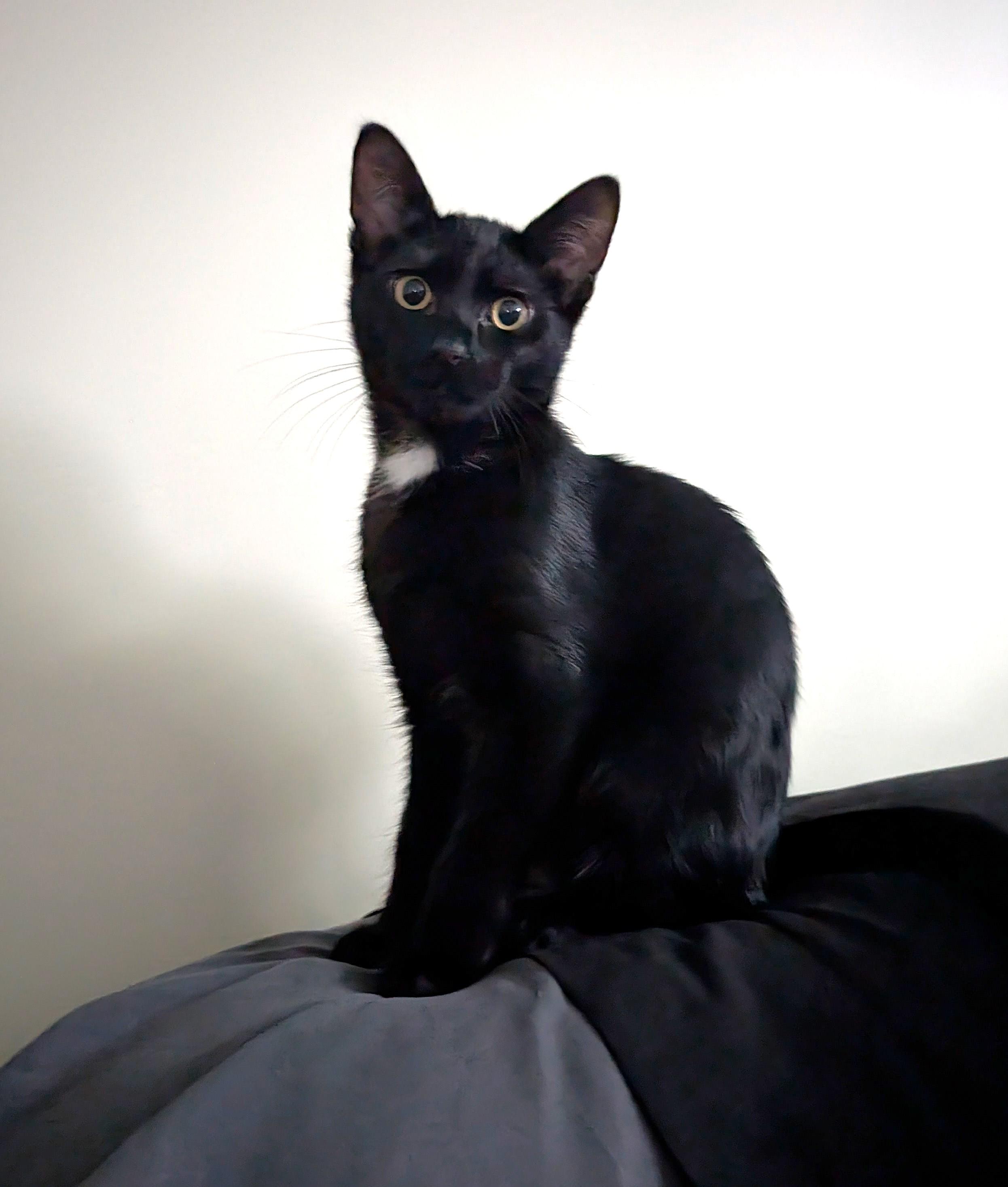 Chewie, Adoptable, Kitten Male Domestic Short Hair.