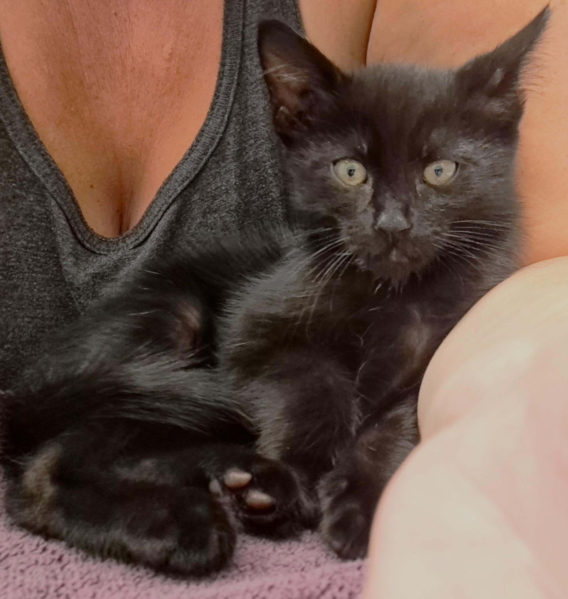 Enlarge Chewie, a Adoptable Domestic Short Hair in Saanichton, BC image 3/5