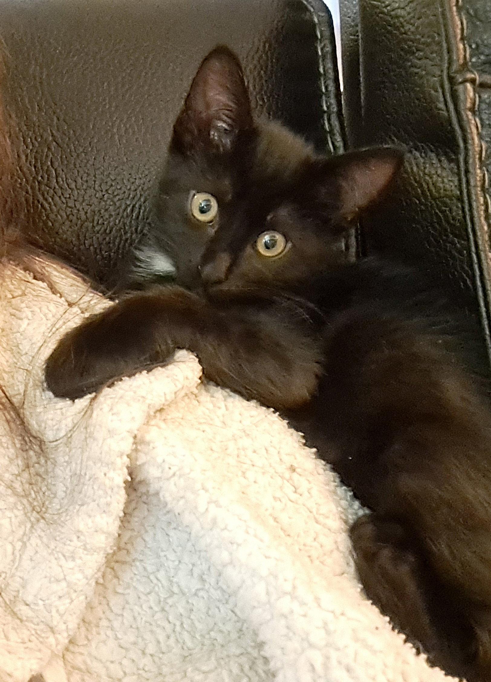 Enlarge Chewie, a Adoptable Domestic Short Hair in Saanichton, BC image 4/5