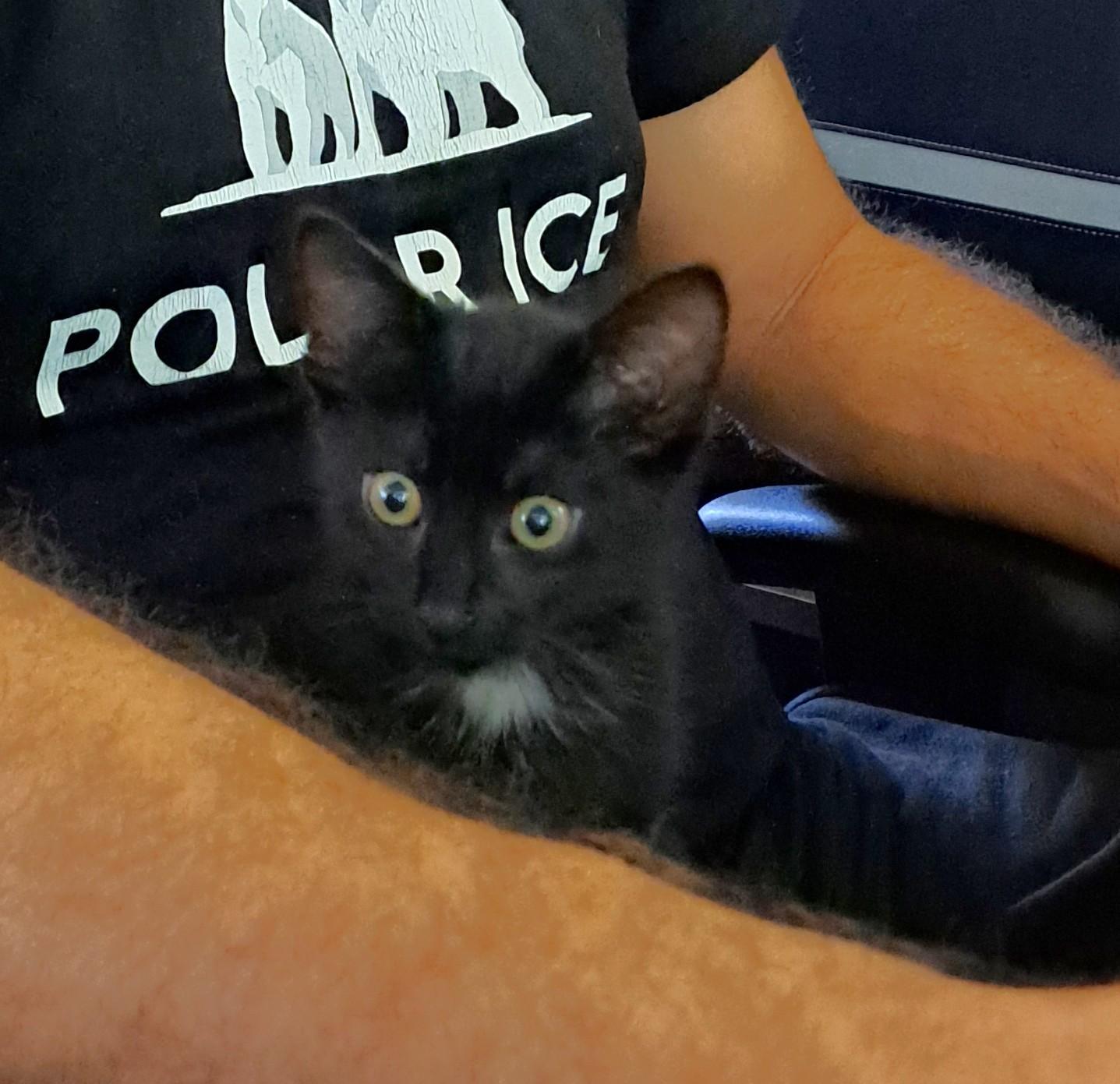 Enlarge Chewie, a Adoptable Domestic Short Hair in Saanichton, BC image 5/5