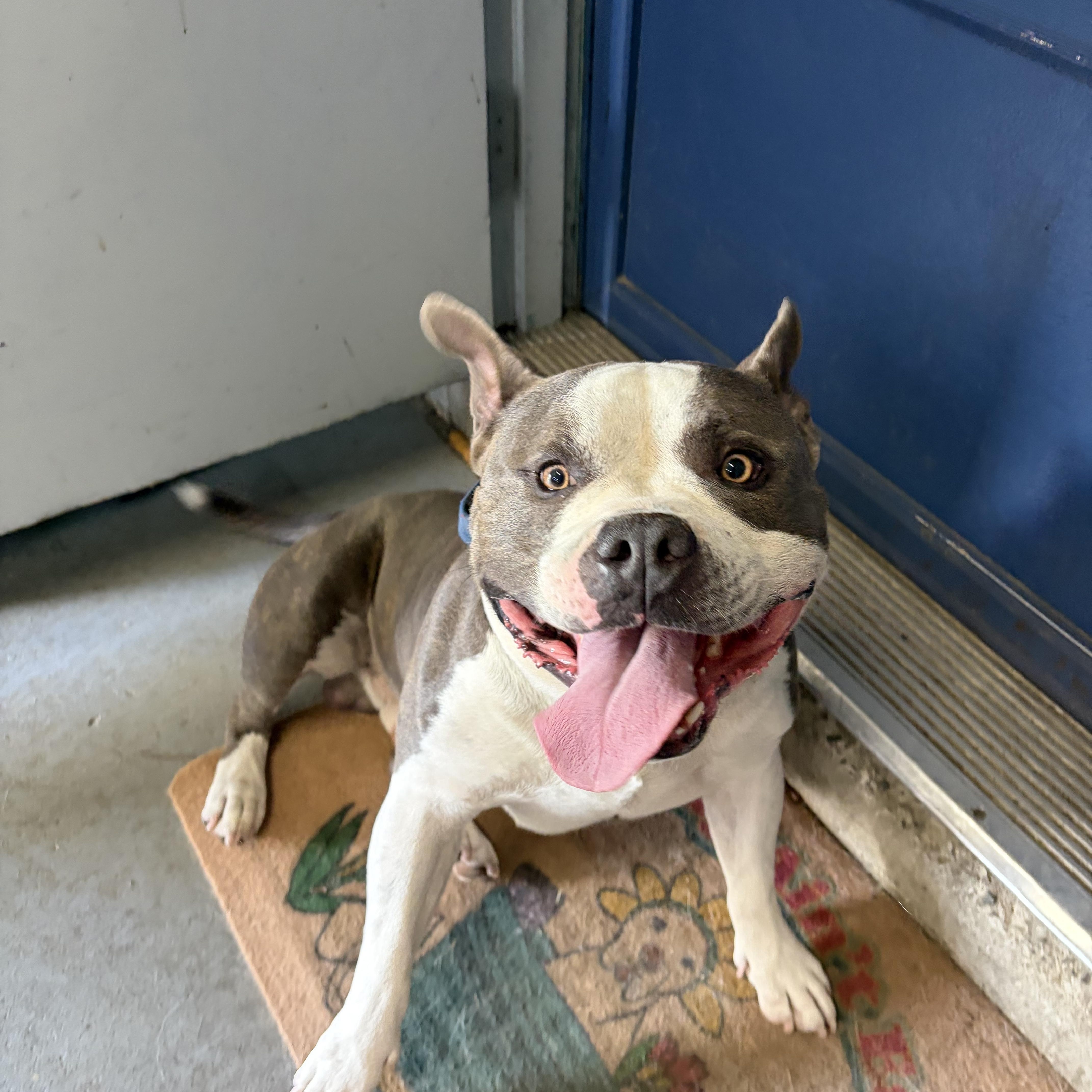 Rylo, Adoptable, Young Male American Bulldog.