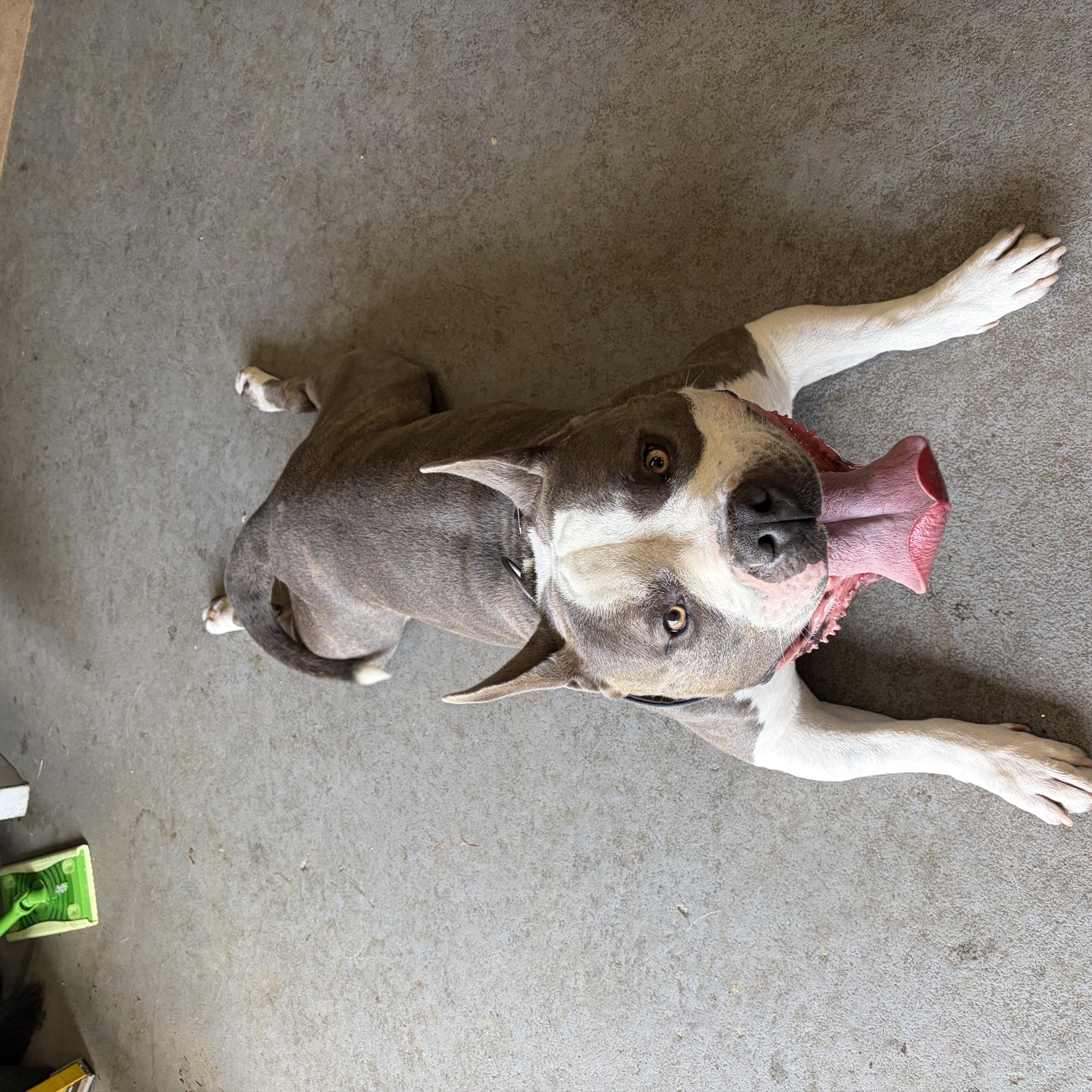 Enlarge Rylo, a Adoptable American Bulldog in Cranston, RI image 4/4