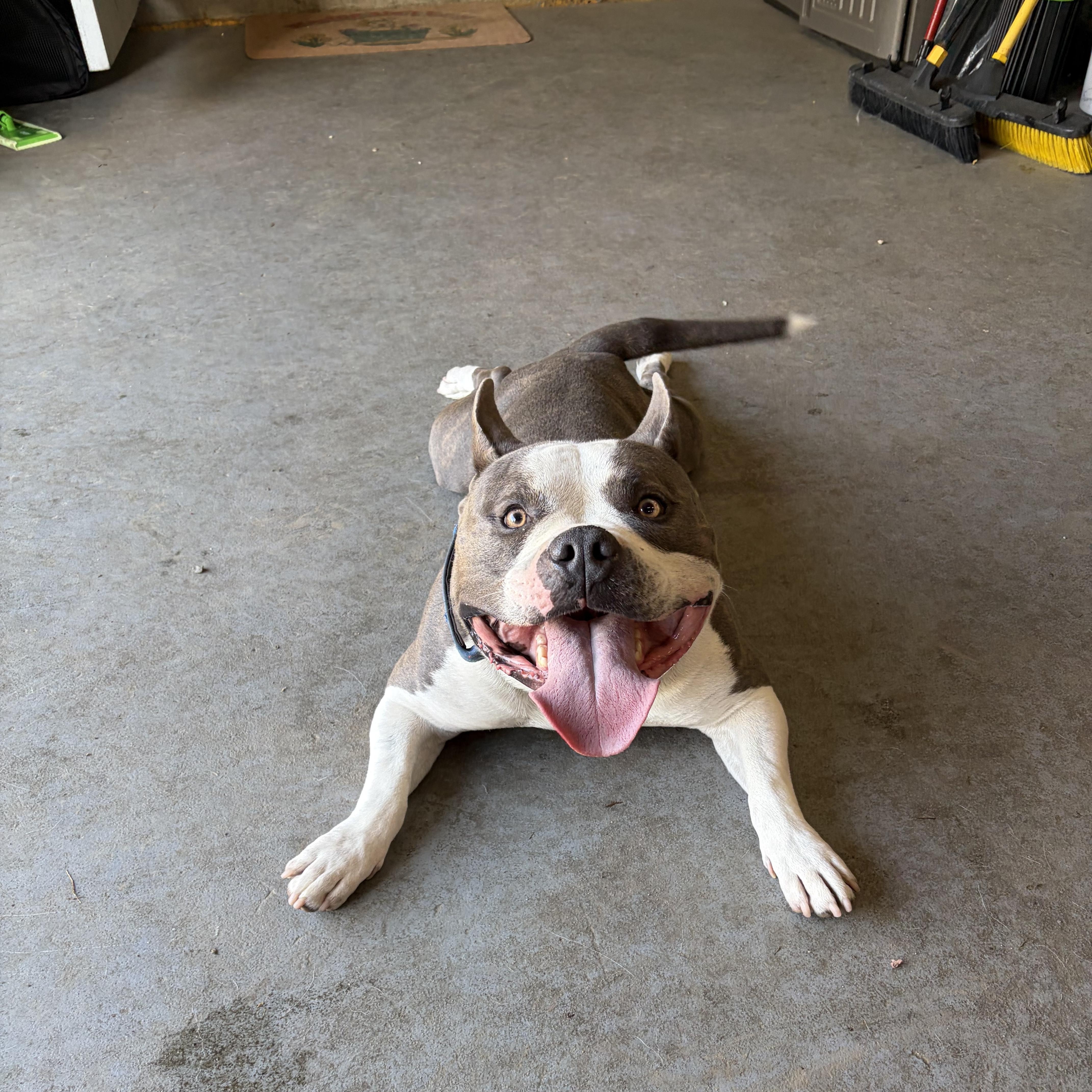 Enlarge Rylo, a Adoptable American Bulldog in Cranston, RI image 2/4