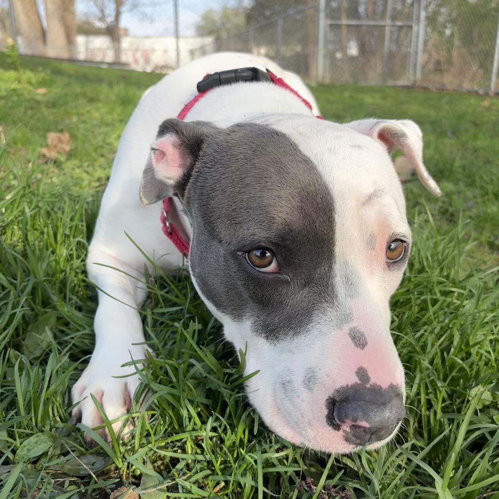 Sweet Pea, a Adoptable mixed breed in Milan, IL image 1/5