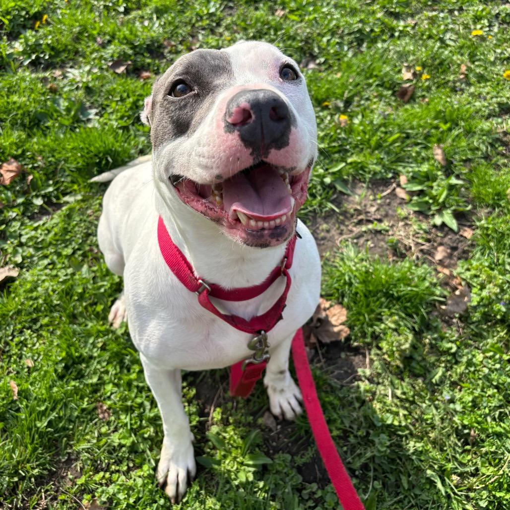 Sweet Pea, a Adoptable mixed breed in Milan, IL image 2/5