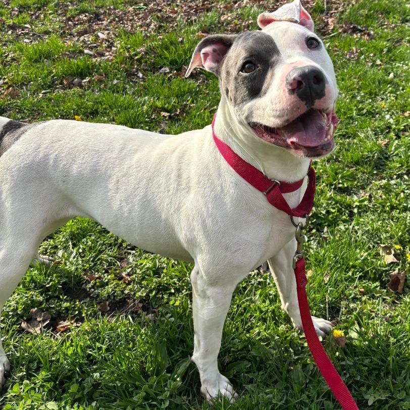 Sweet Pea, a Adoptable mixed breed in Milan, IL image 3/5