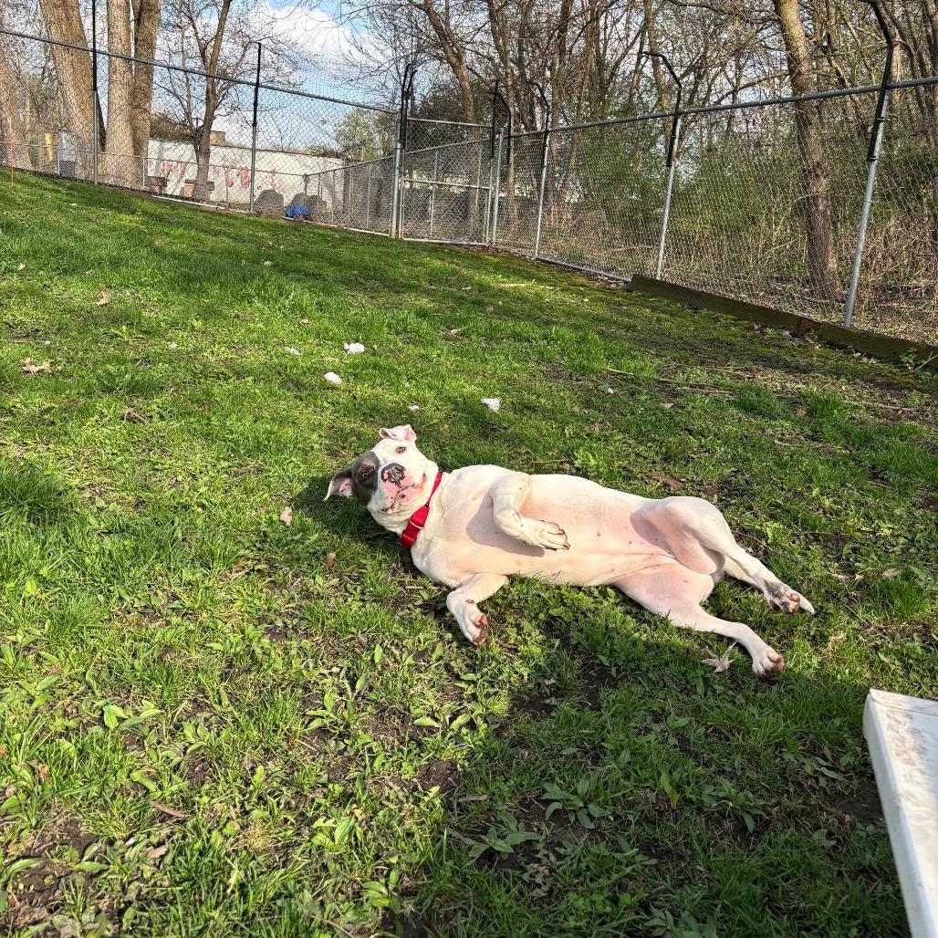 Sweet Pea, a Adoptable mixed breed in Milan, IL image 4/5