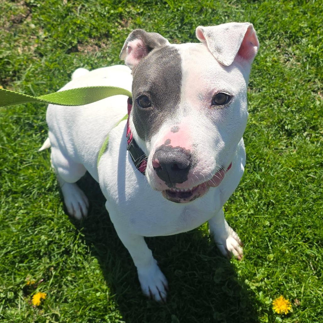 Sweet Pea, a Adoptable mixed breed in Milan, IL image 5/5