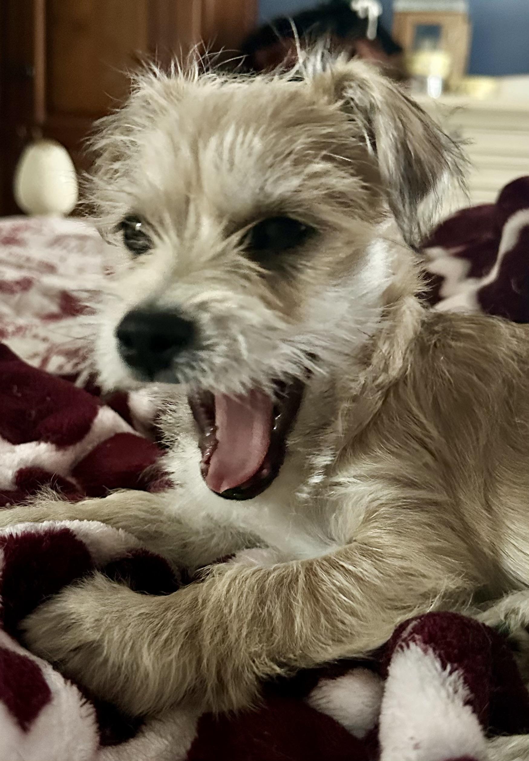 Elsa, ADOPTABLE, Young Female Terrier.