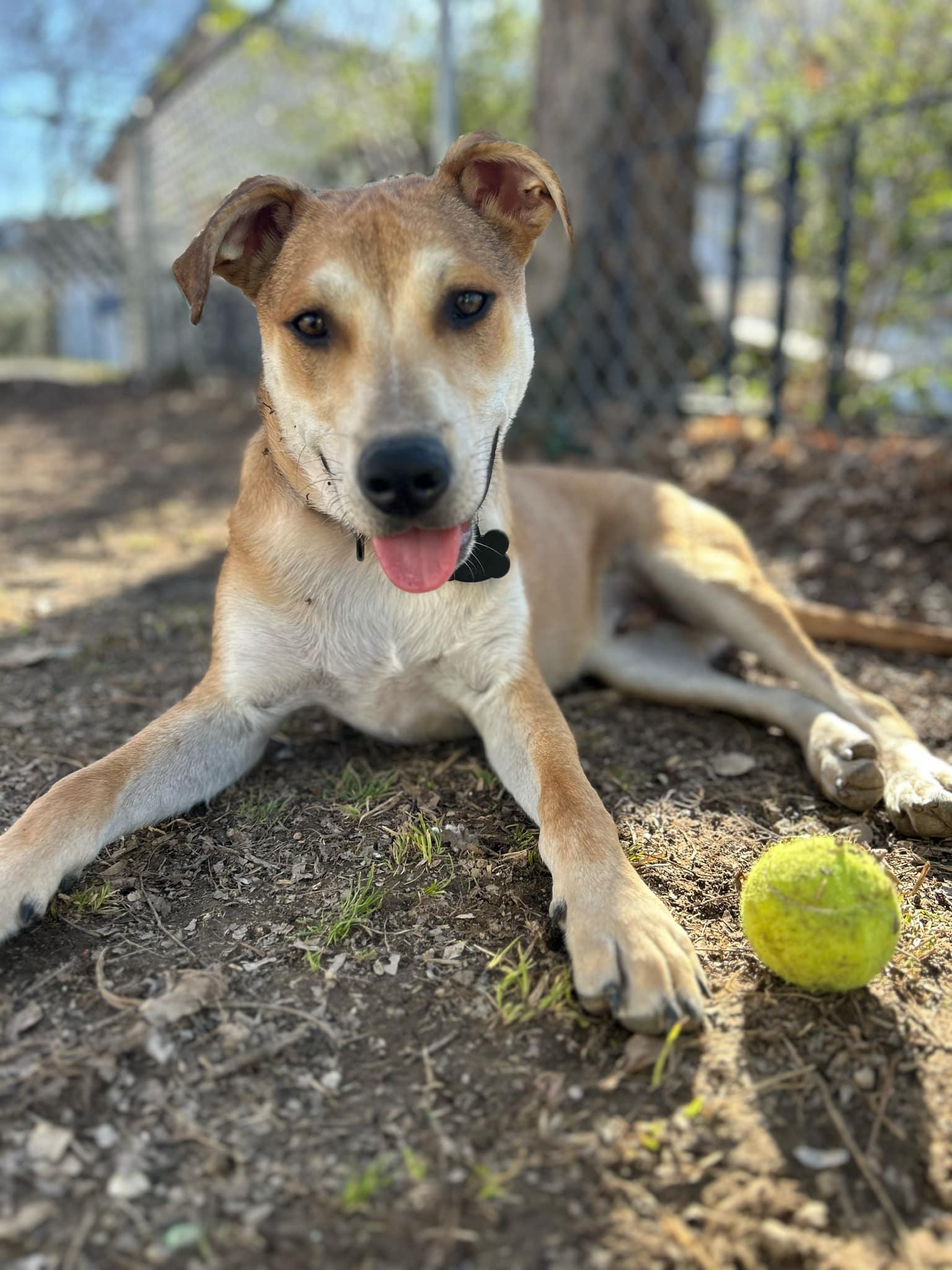 Koromaru, Young Male Shiba Inu