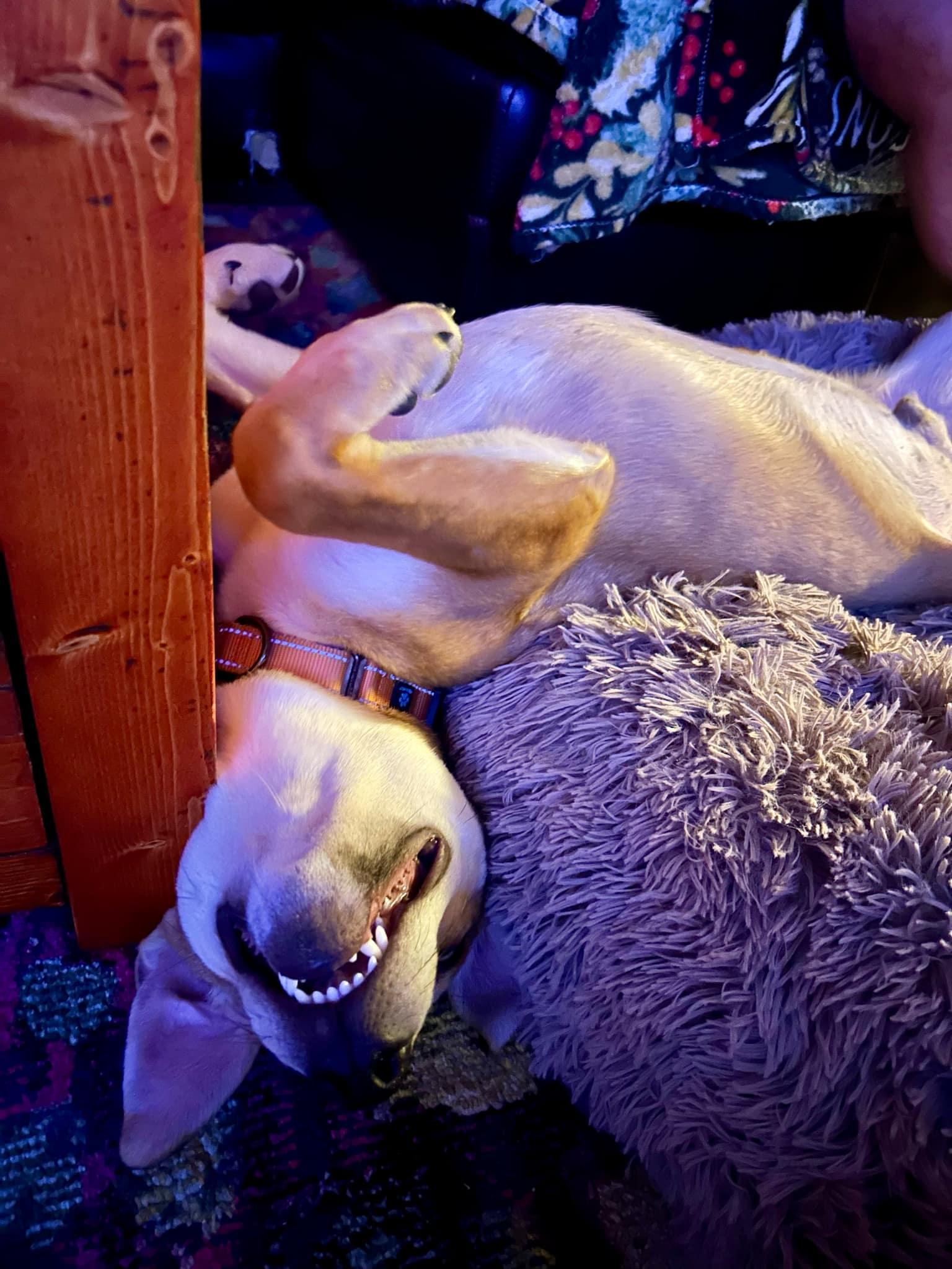 Koromaru photo 3