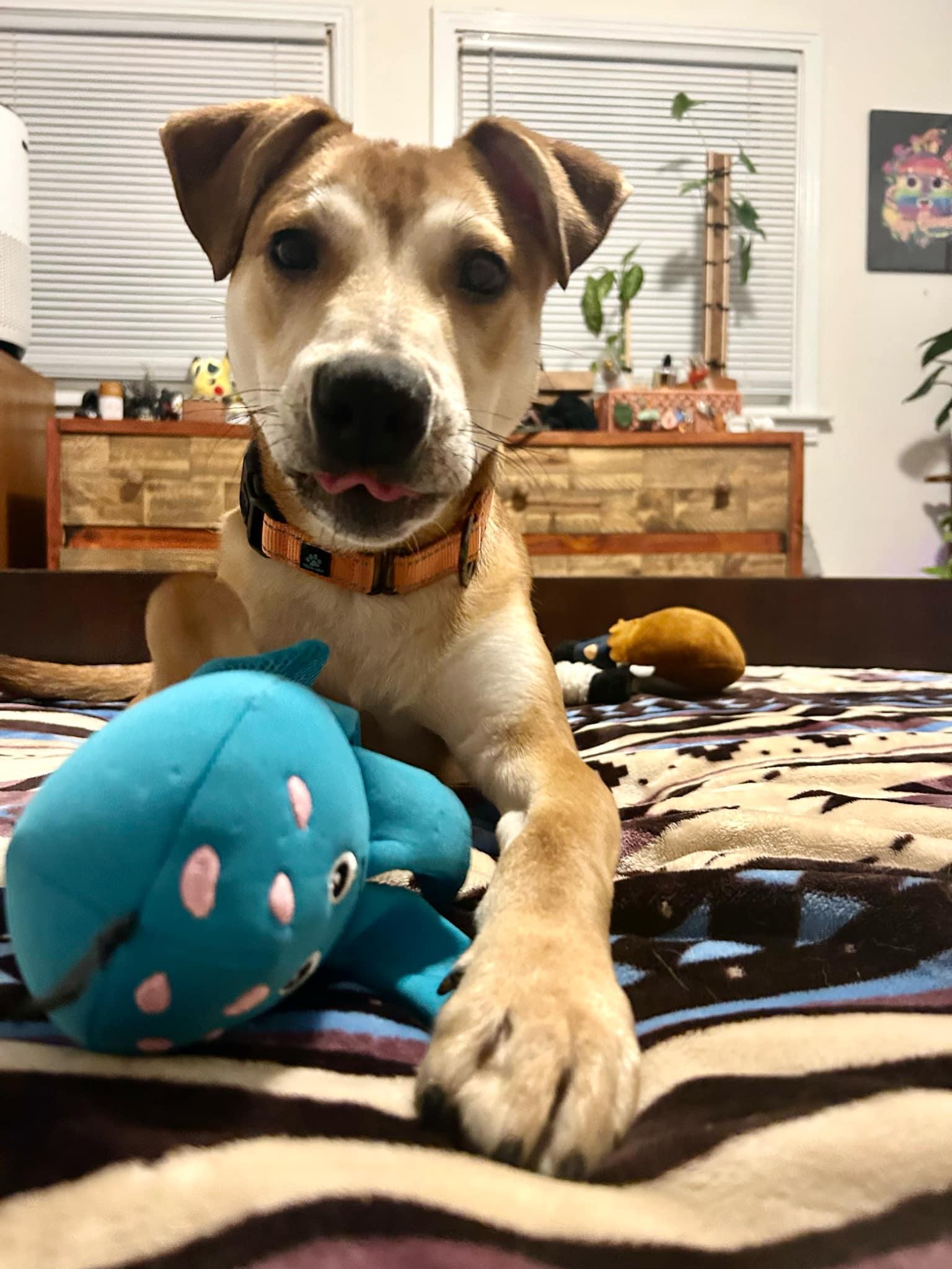 Koromaru photo 4