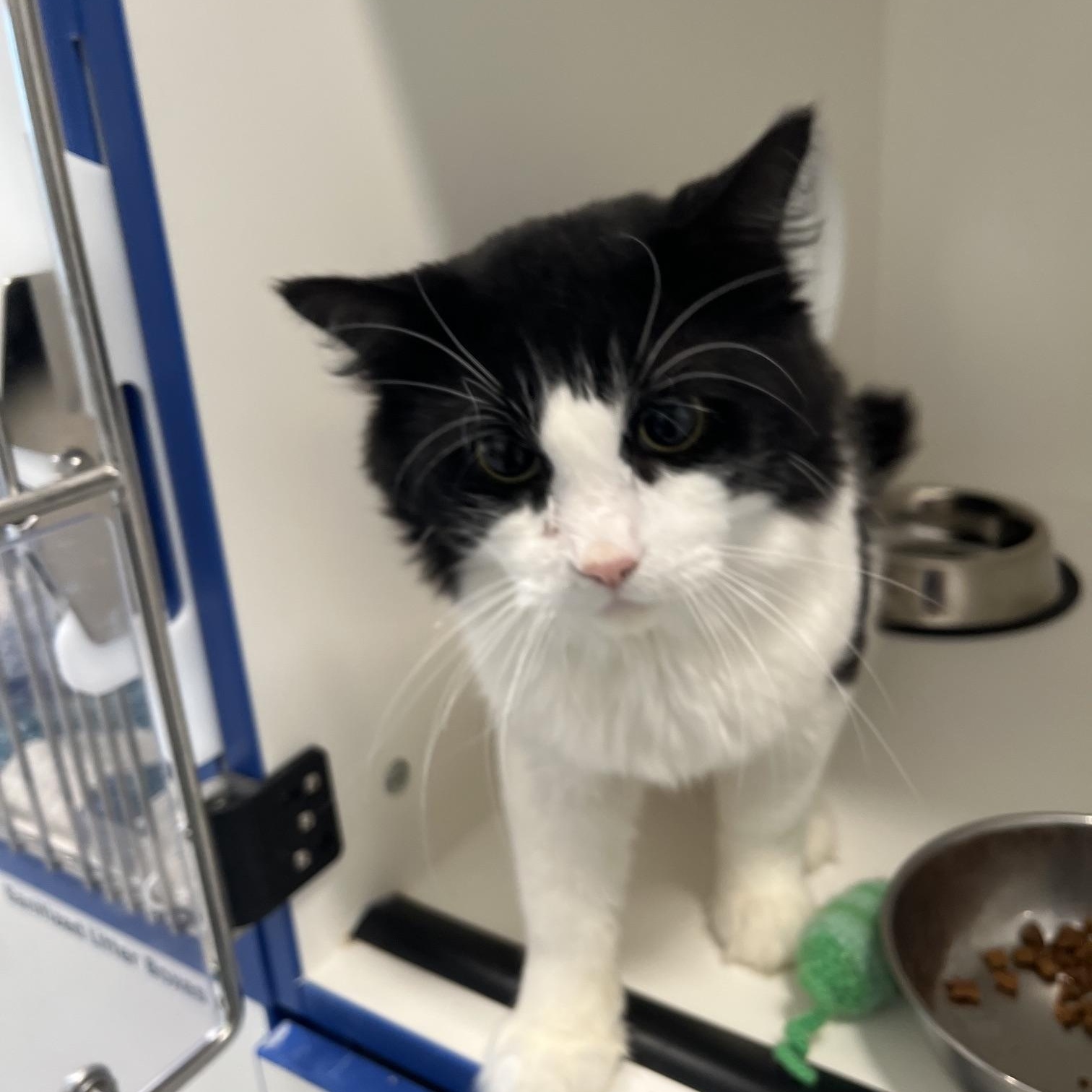 Enlarge Henry, a Adopted Domestic Long Hair in St Thomas, ON image 3/5