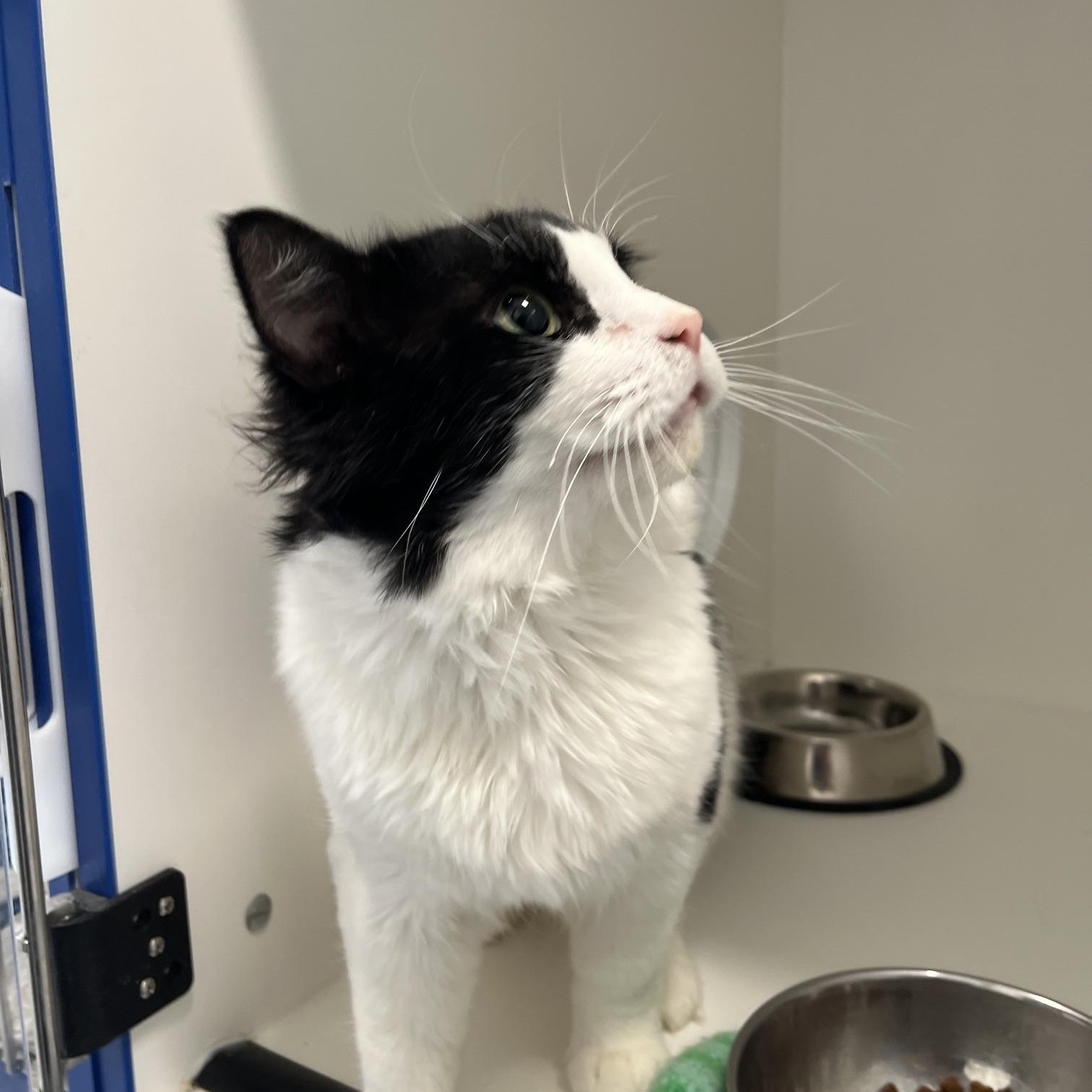 Enlarge Henry, a Adopted Domestic Long Hair in St Thomas, ON image 4/5