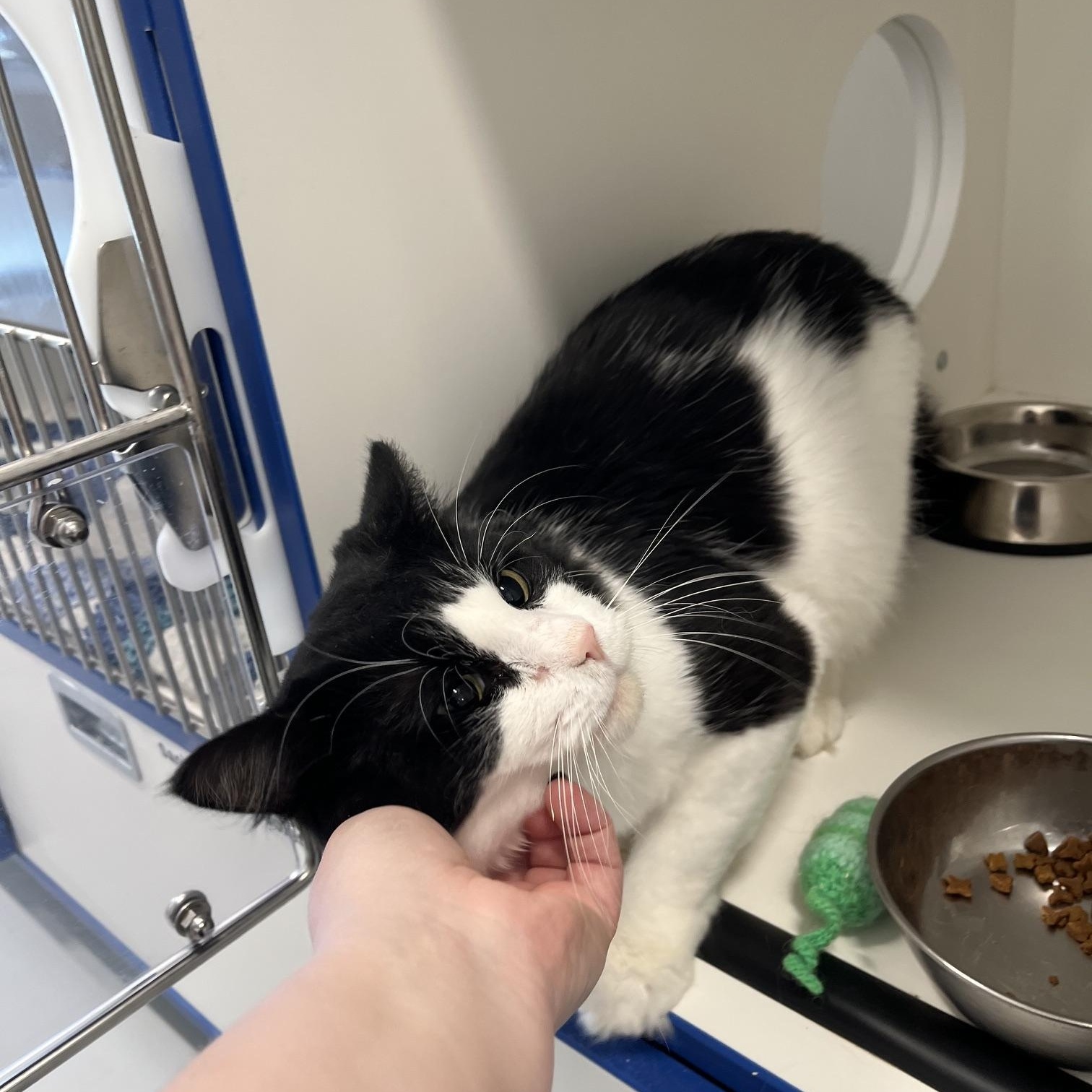 Enlarge Henry, a Adopted Domestic Long Hair in St Thomas, ON image 2/5