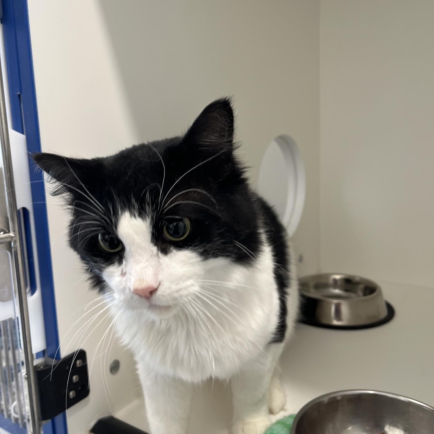 Enlarge Henry, a Adopted Domestic Long Hair in St Thomas, ON image 5/5
