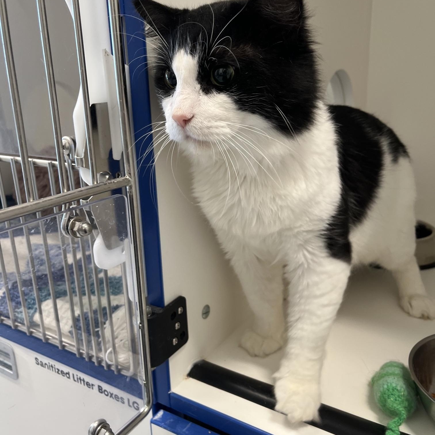 Enlarge Henry, a Adopted Domestic Long Hair in St Thomas, ON image 1/5