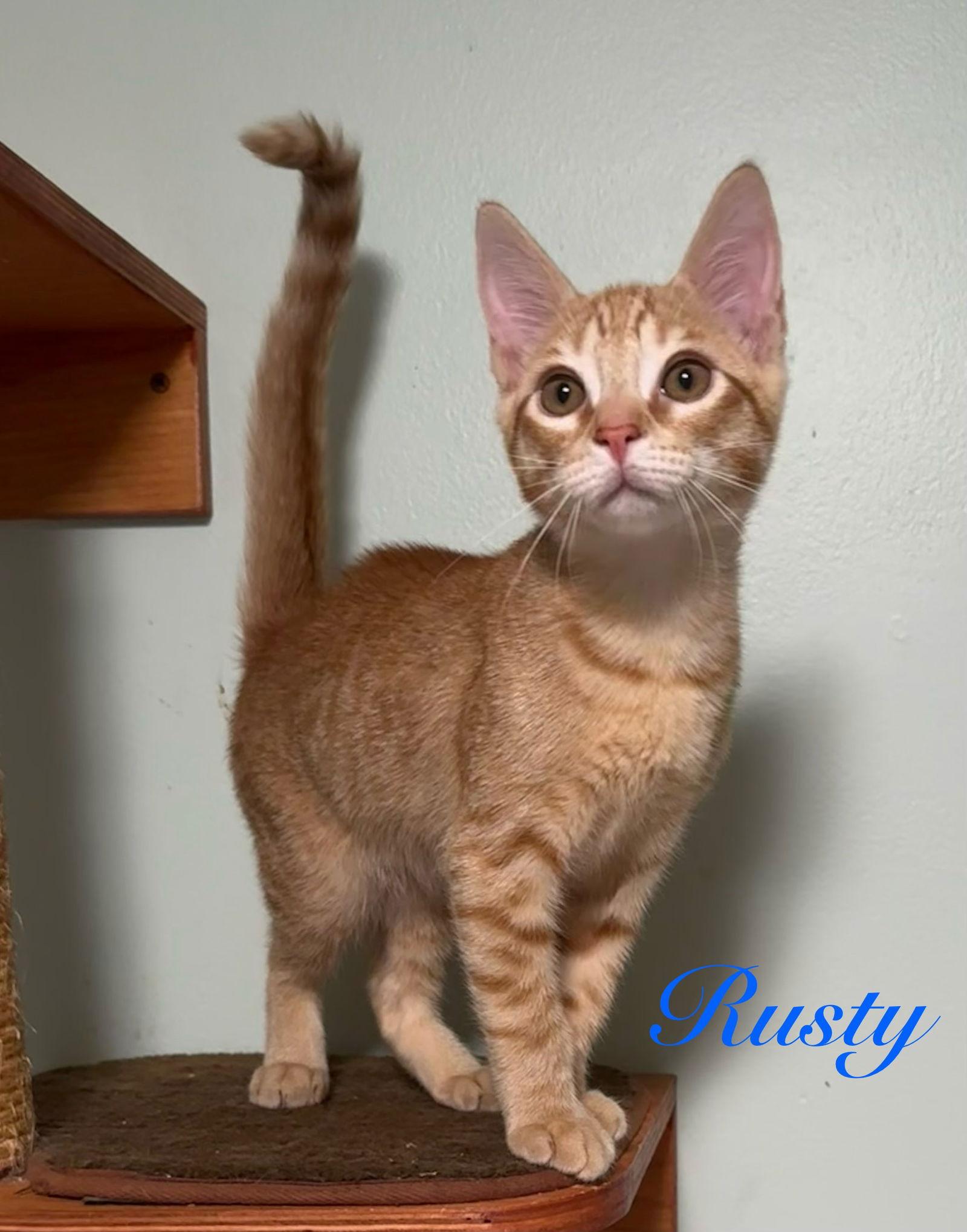 Enlarge Rusty, a Adopted Domestic Short Hair in Longwood, FL image 1/3