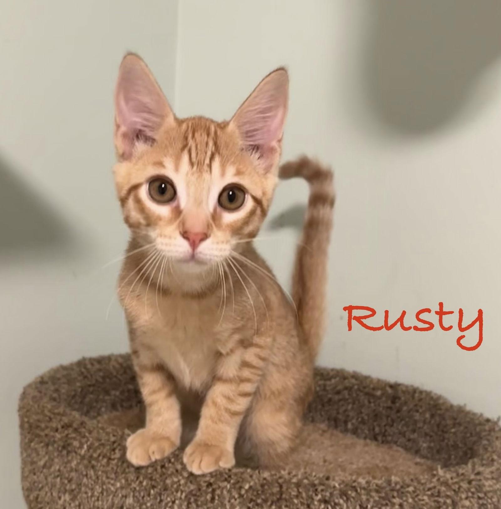 Enlarge Rusty, a Adopted Domestic Short Hair in Longwood, FL image 2/3