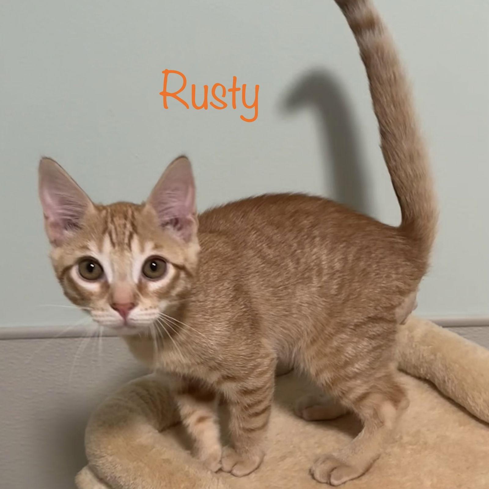 Enlarge Rusty, a Adopted Domestic Short Hair in Longwood, FL image 3/3