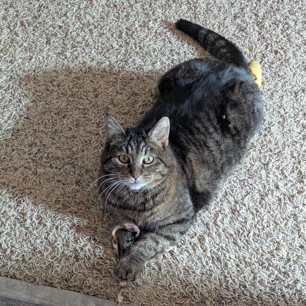 Sarge--In Foster, Adoptable, Adult Female Domestic Short Hair.