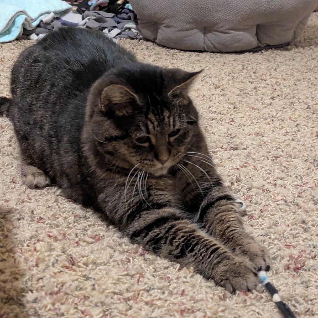 Enlarge Sarge--In Foster, a Adoptable Domestic Short Hair in Fargo, ND image 2/6