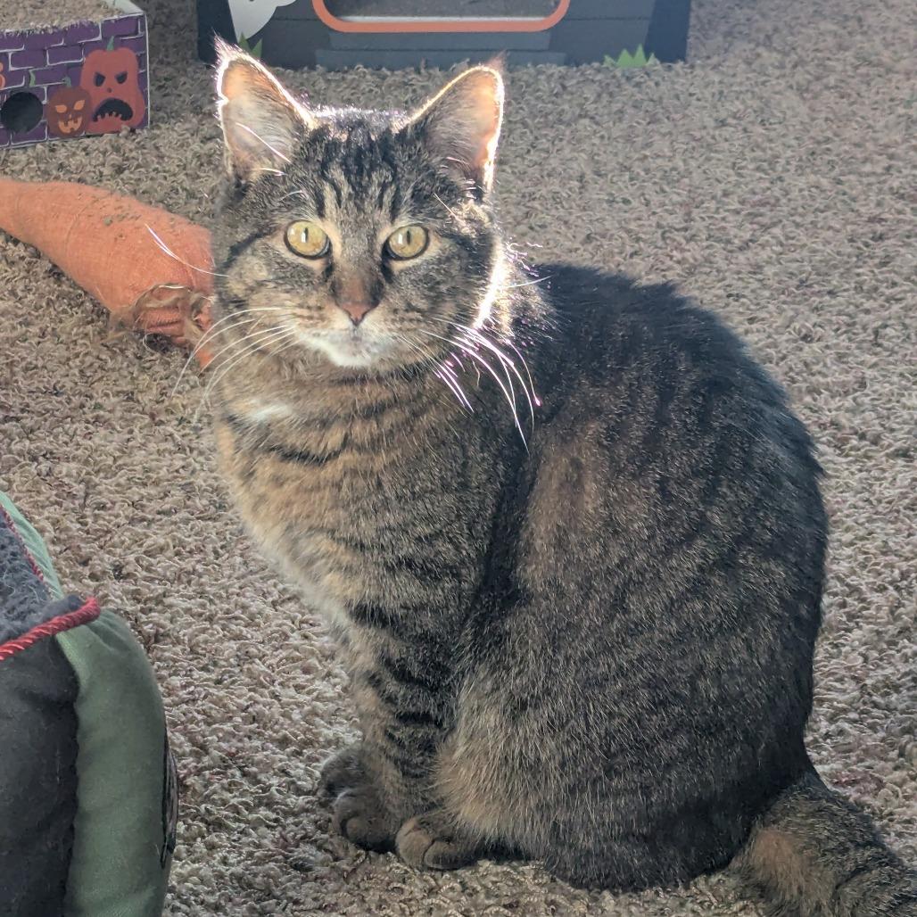 Enlarge Sarge--In Foster, a Adoptable Domestic Short Hair in Fargo, ND image 3/6