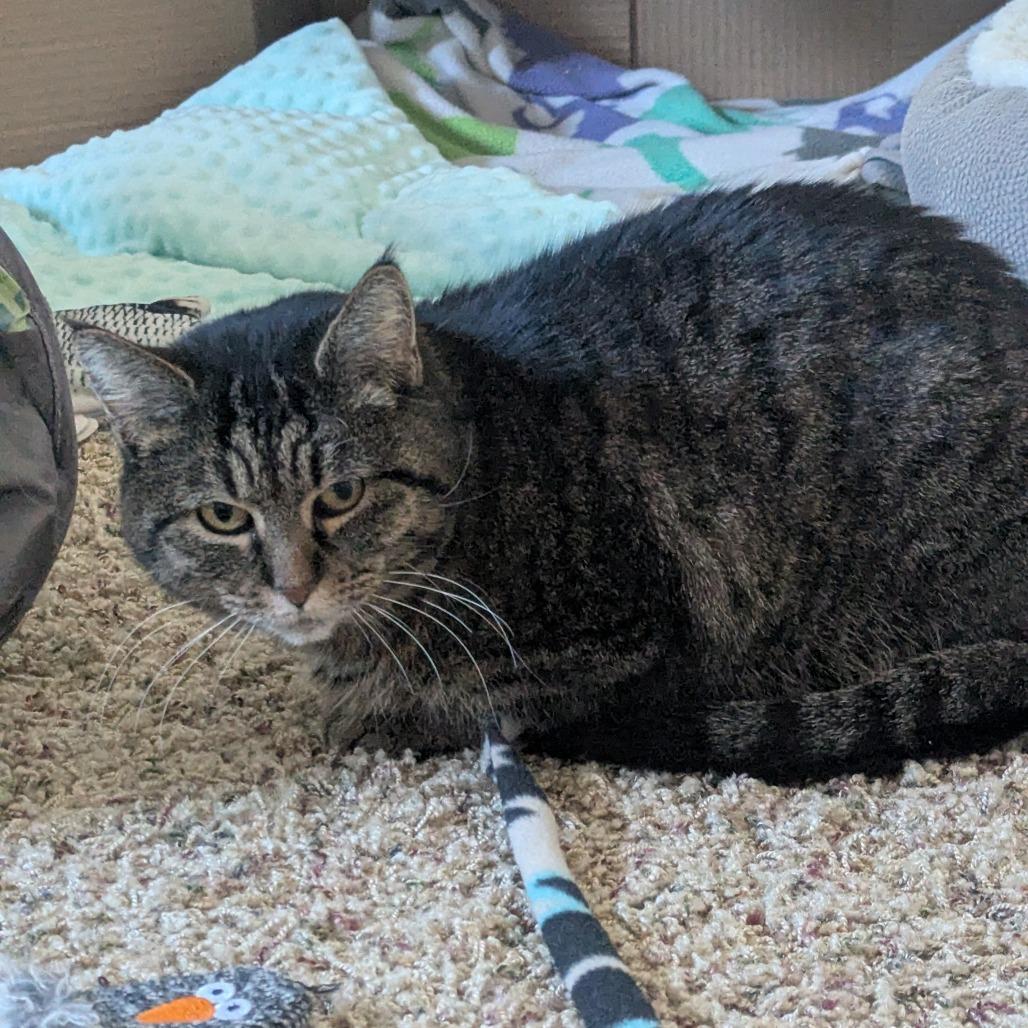 Enlarge Sarge--In Foster, a Adoptable Domestic Short Hair in Fargo, ND image 4/6