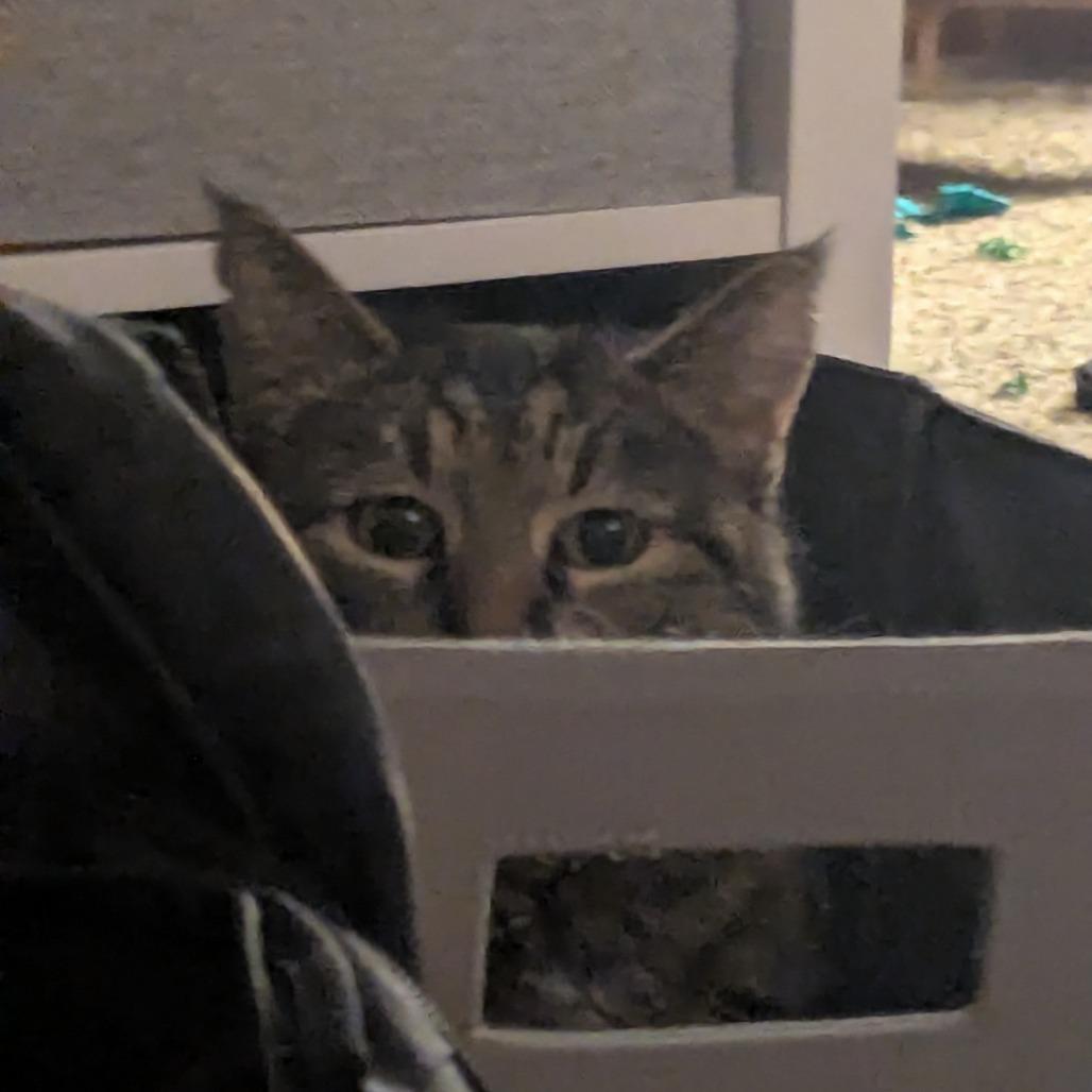 Enlarge Sarge--In Foster, a Adoptable Domestic Short Hair in Fargo, ND image 5/6