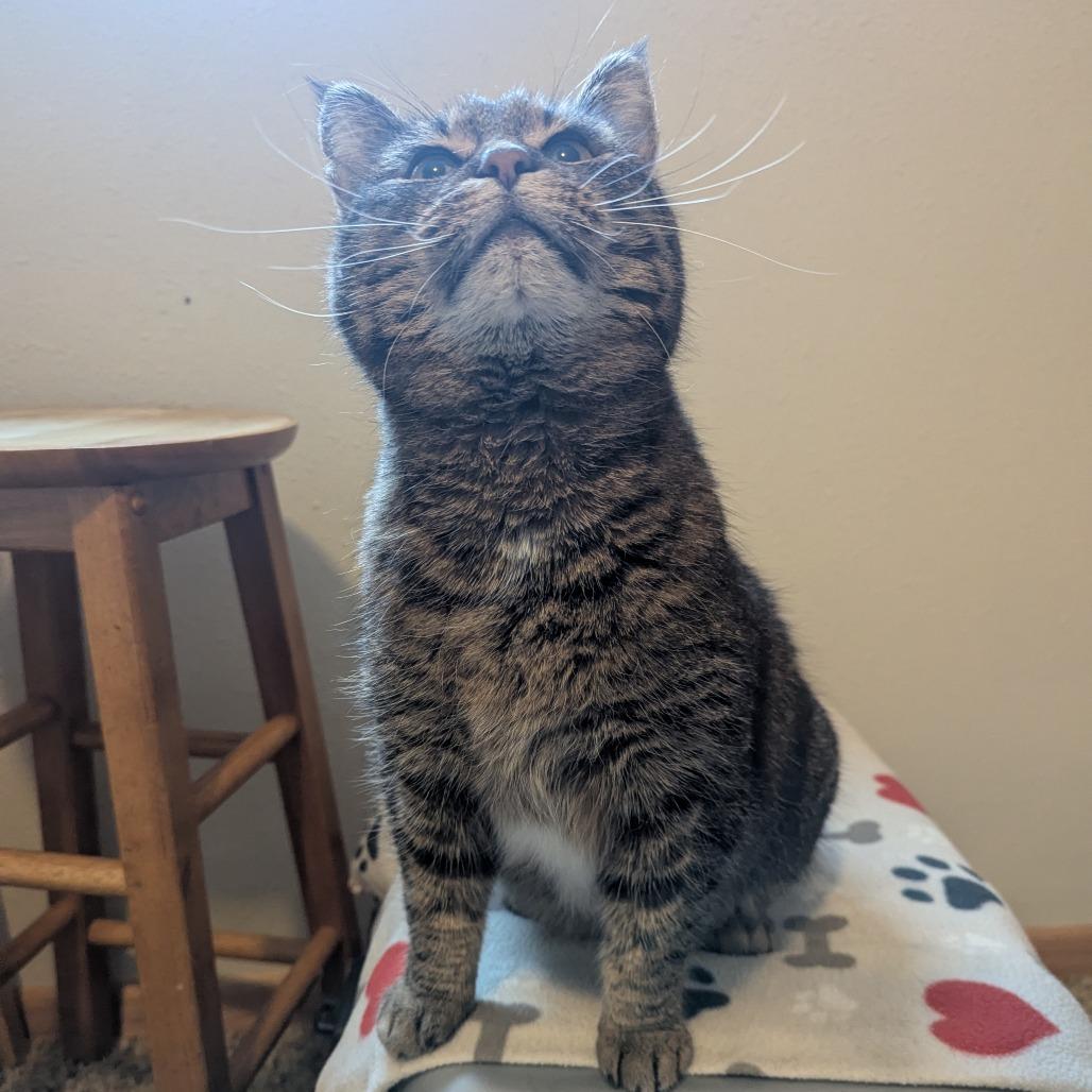 Enlarge Sarge--In Foster, a Adoptable Domestic Short Hair in Fargo, ND image 6/6