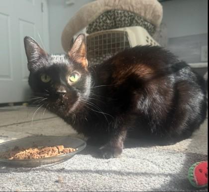 Salem, a Adoptable mixed breed in Quakertown, PA image 1/3