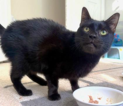 Salem, a Adoptable mixed breed in Quakertown, PA image 2/3