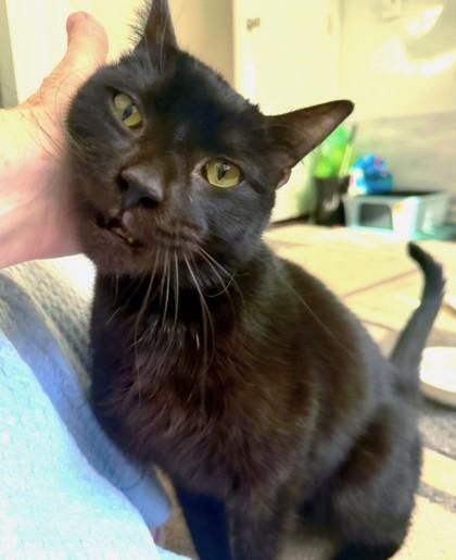 Salem, a Adoptable mixed breed in Quakertown, PA image 3/3