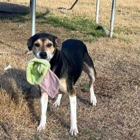 John Boy, Adoptable, Adult Male Beagle & Mixed Breed.