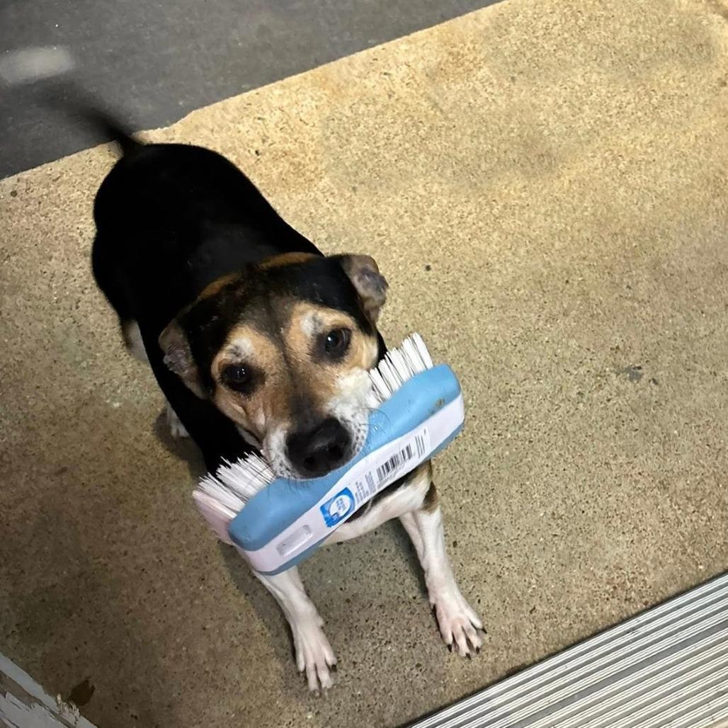 Enlarge John Boy, a Adoptable mixed breed in Cleveland, TN image 2/2