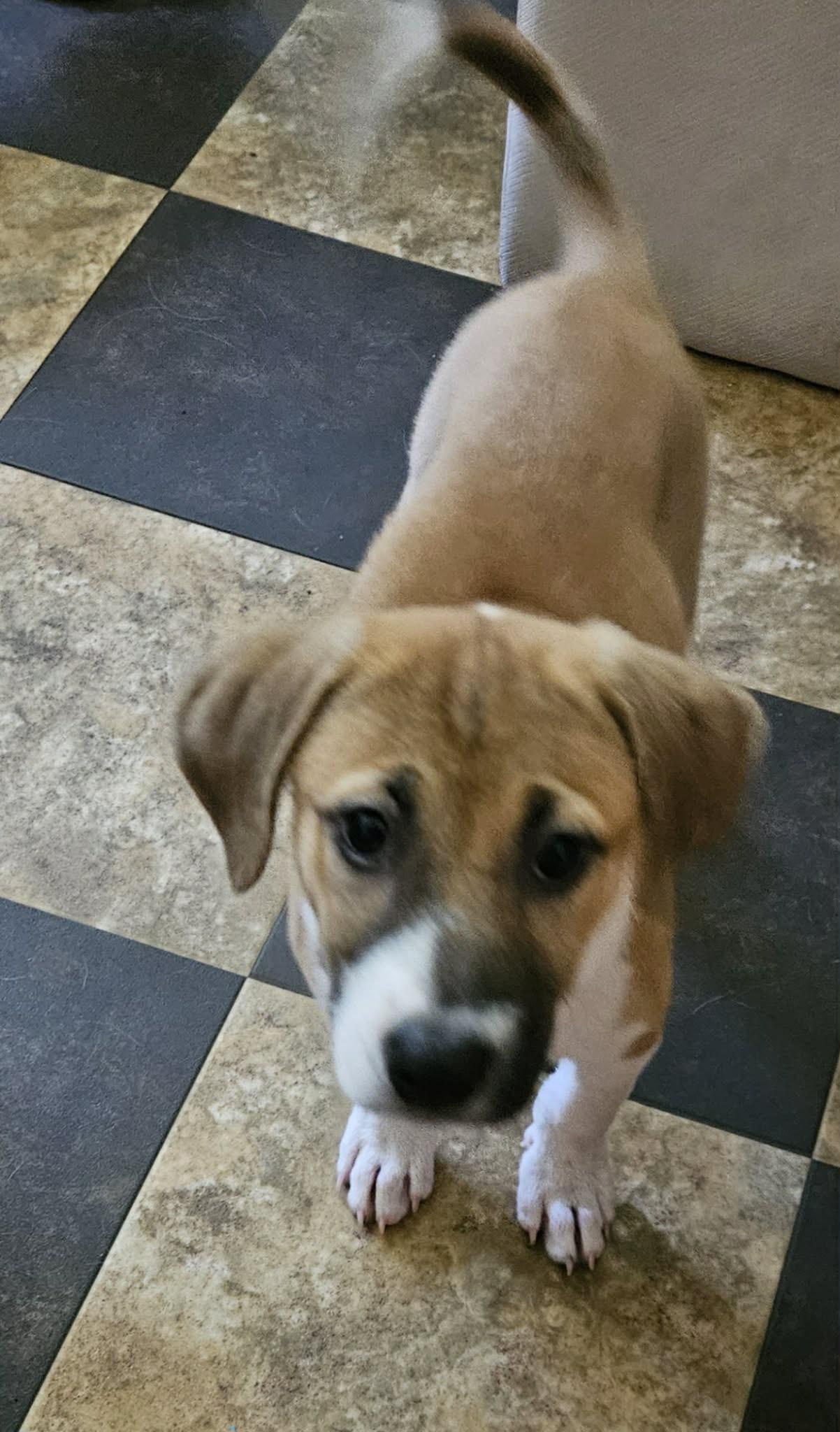 Falcon, a ADOPTABLE mixed breed in Wando, SC image 4/6