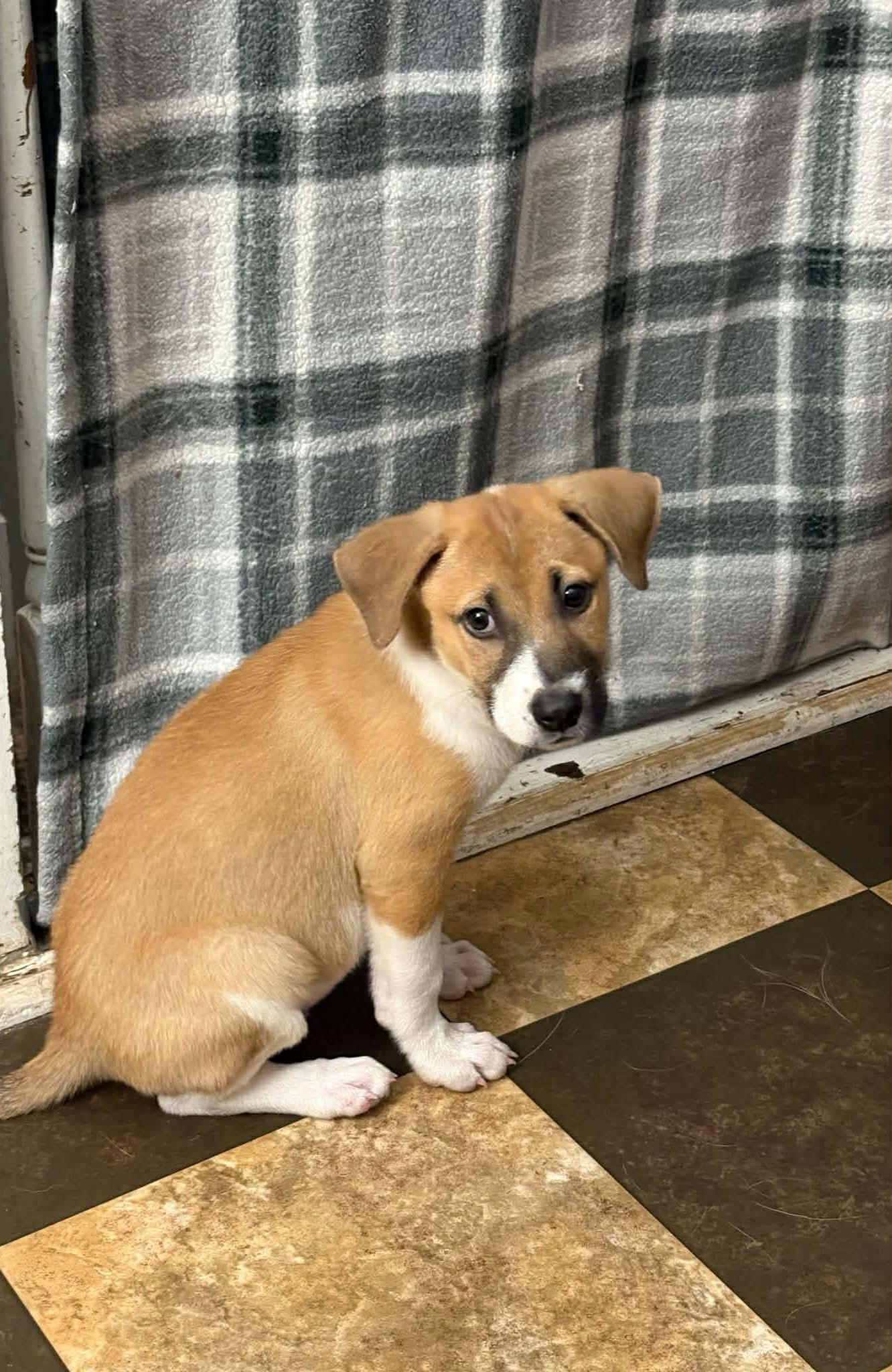 Falcon, a ADOPTABLE mixed breed in Wando, SC image 5/6