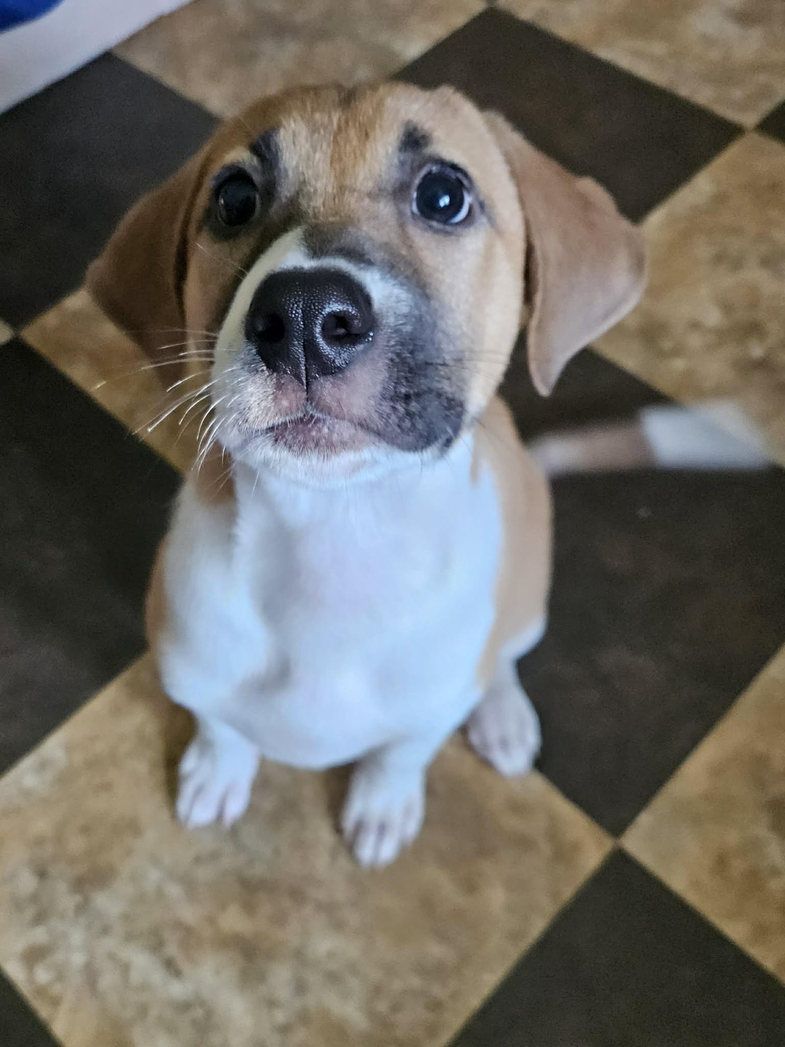 Falcon, ADOPTABLE, Puppy Male Hound & Labrador Retriever.