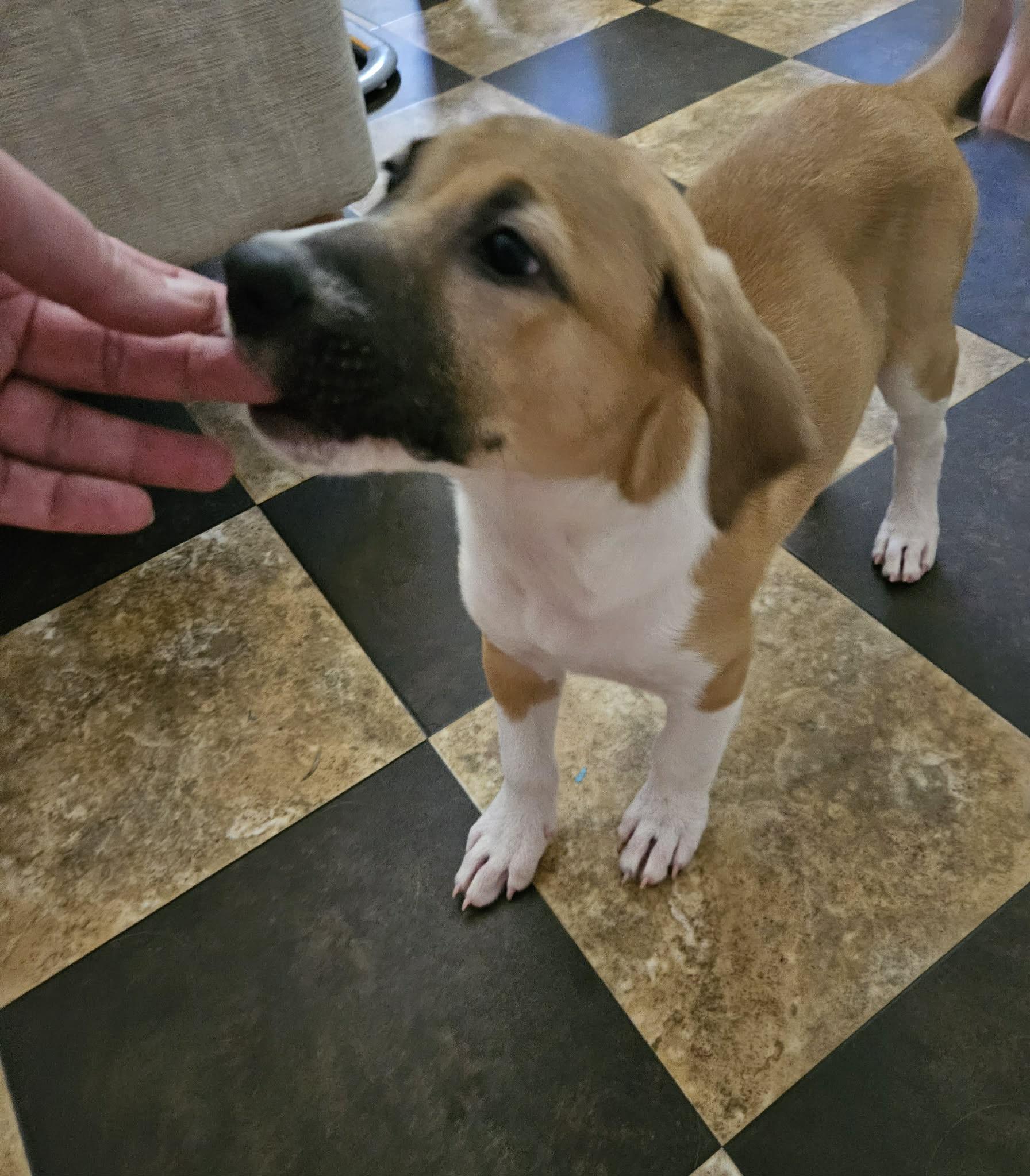 Falcon, a ADOPTABLE mixed breed in Wando, SC image 2/6