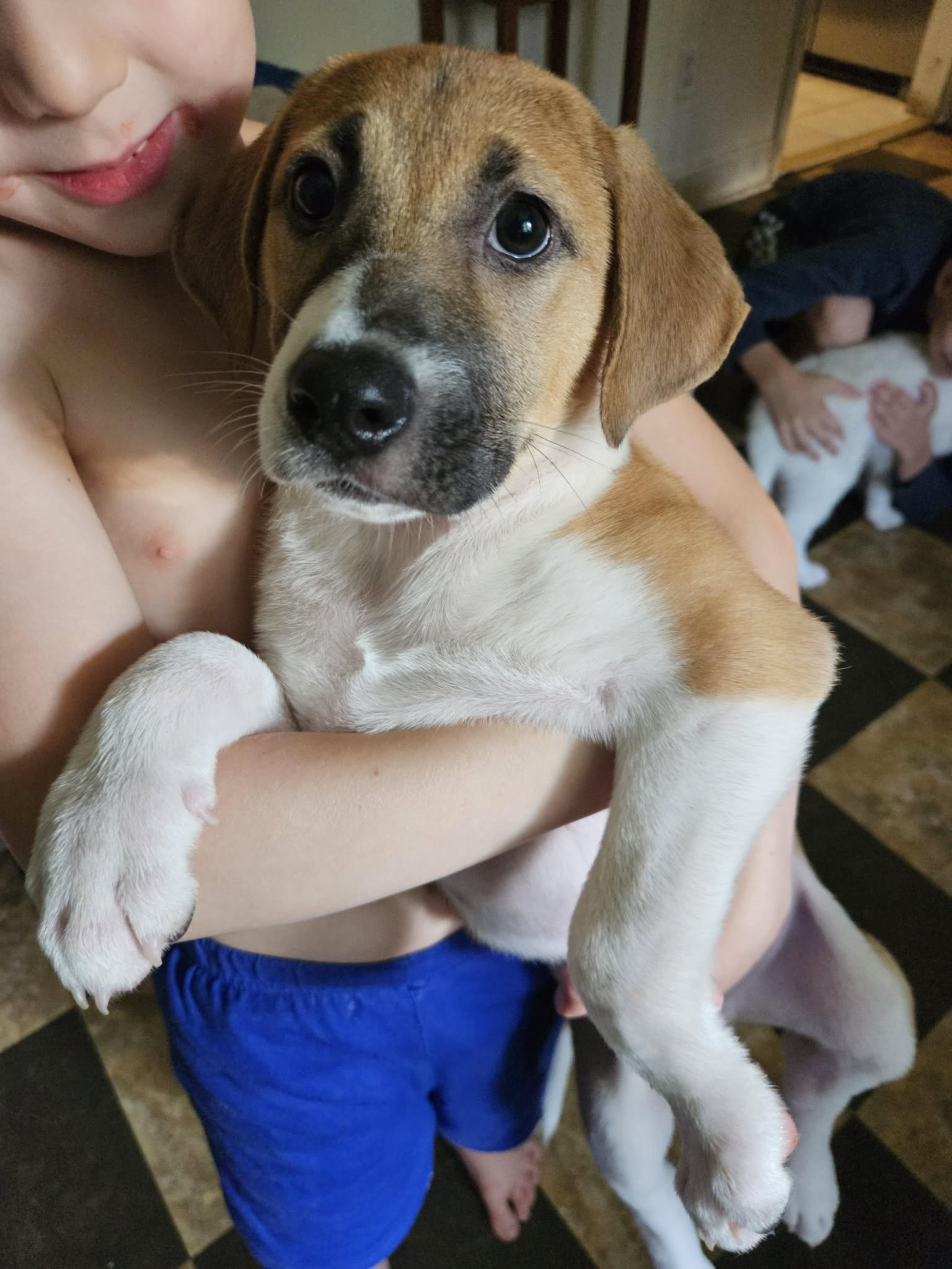 Falcon, a ADOPTABLE mixed breed in Wando, SC image 3/6