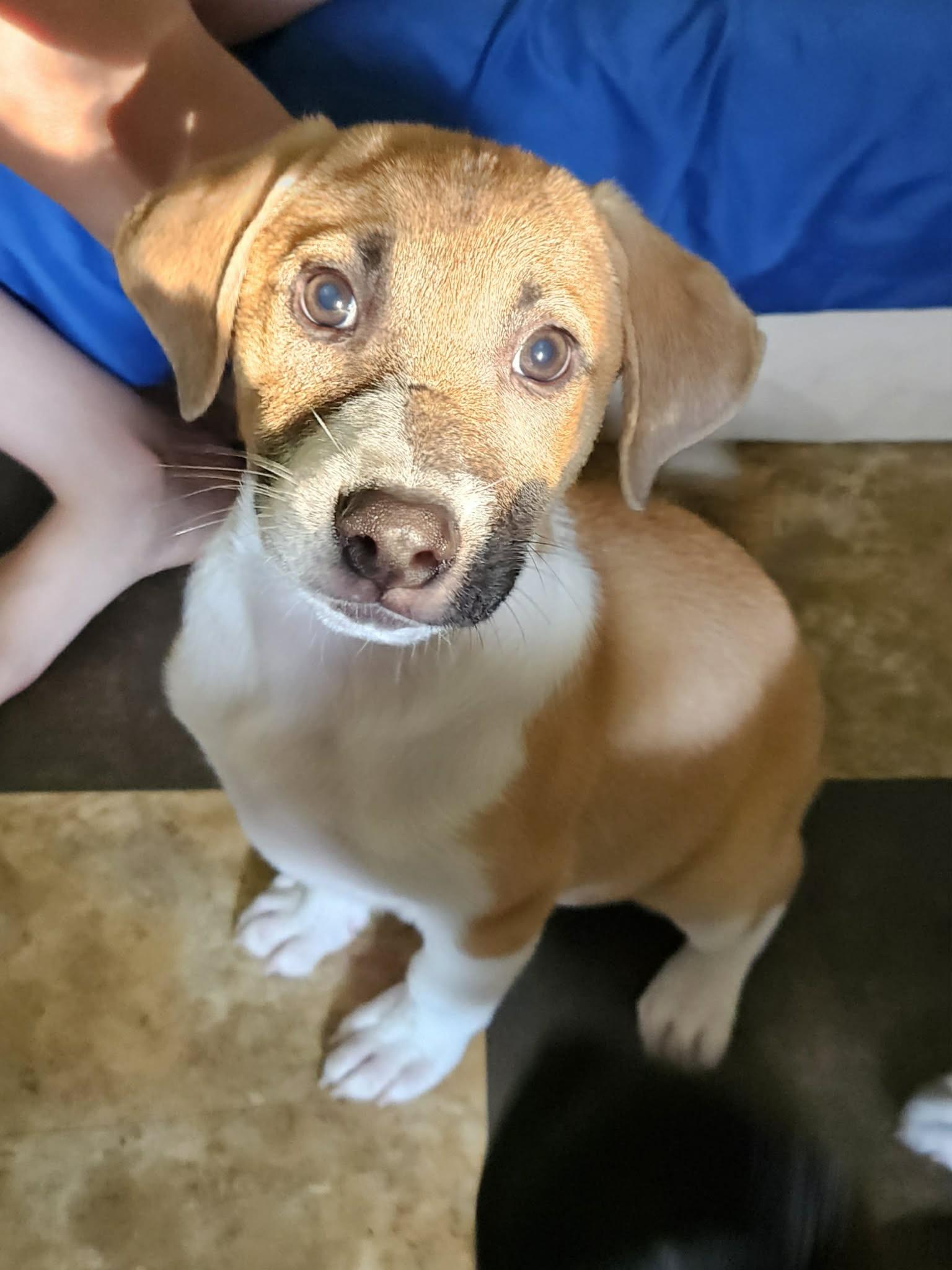 Falcon, a ADOPTABLE mixed breed in Wando, SC image 6/6