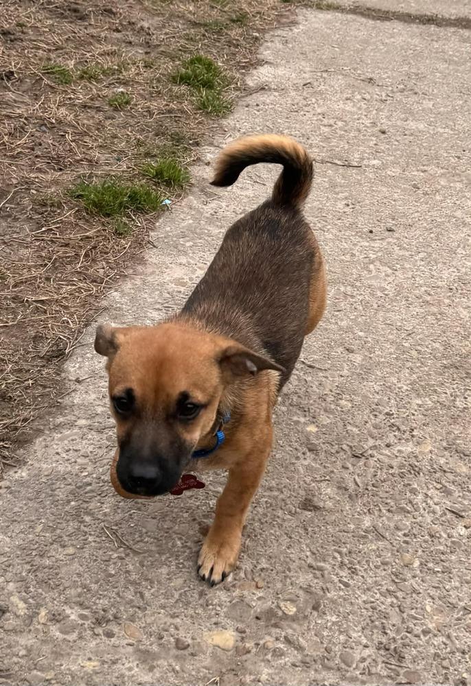 ROMEO, Adoptable, Puppy Male Chihuahua & Dachshund.