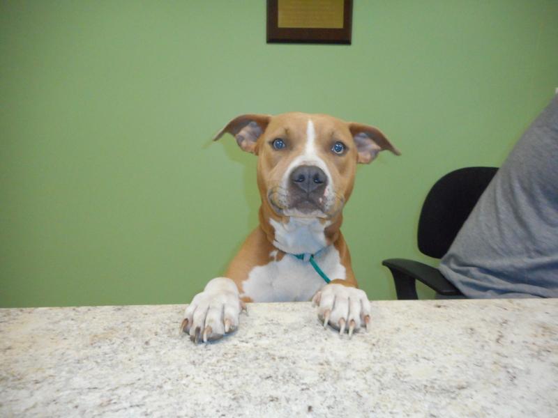 Queen, Adopted, Senior Female Pit Bull Terrier.