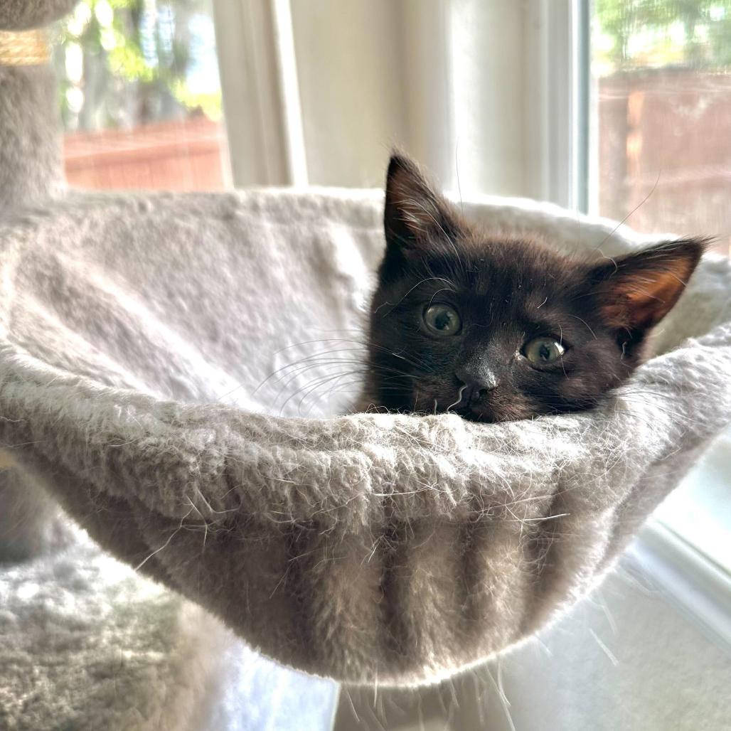 Enlarge Tootsiepop, a Adoptable Domestic Short Hair in Commerce City, CO image 1/6