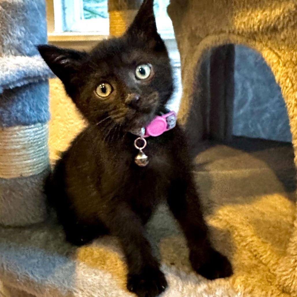 Tootsiepop, Adoptable, Kitten Female Domestic Short Hair.