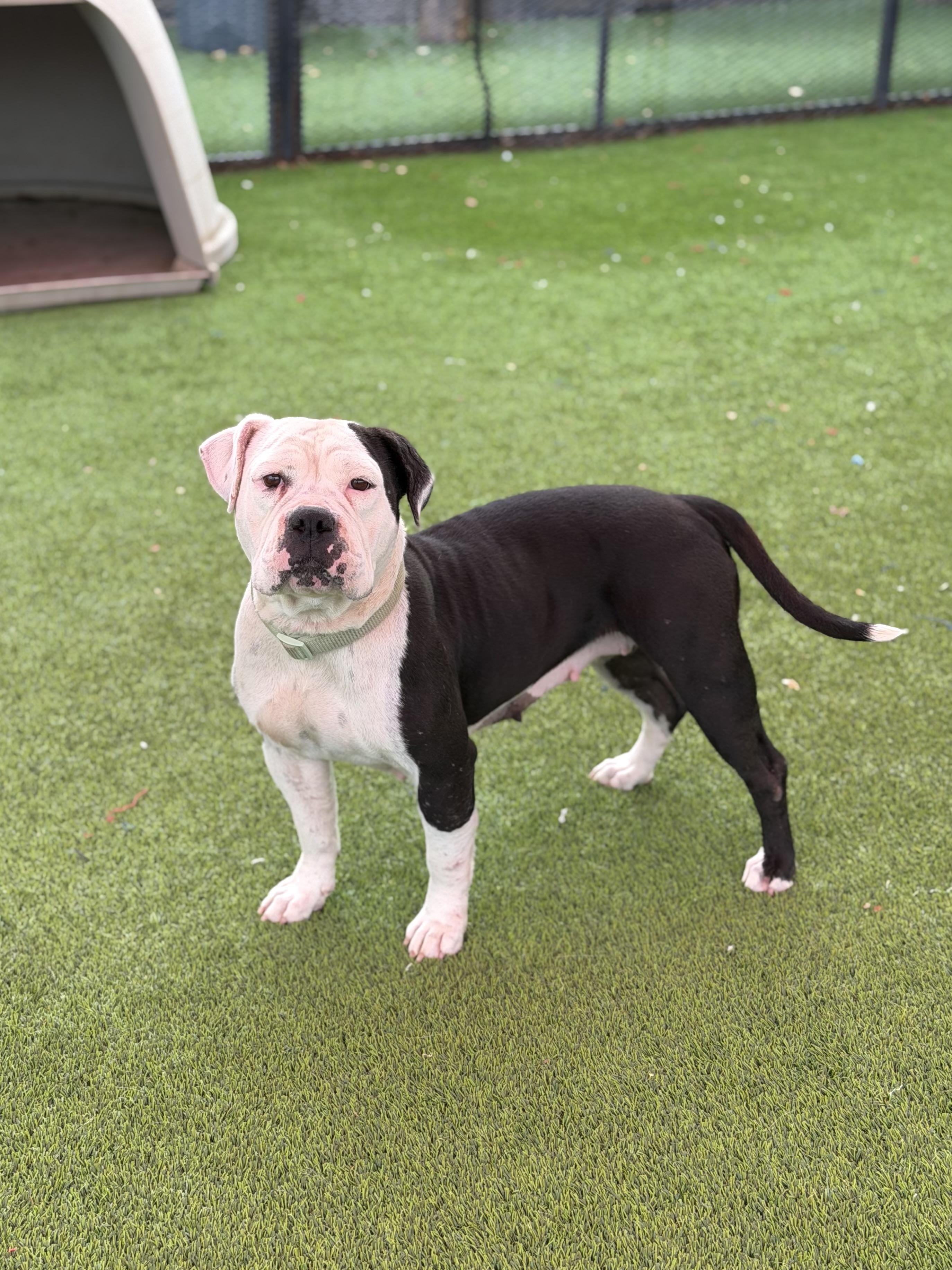 Enlarge Bernice, a ADOPTABLE mixed breed in Glendale, AZ image 2/3