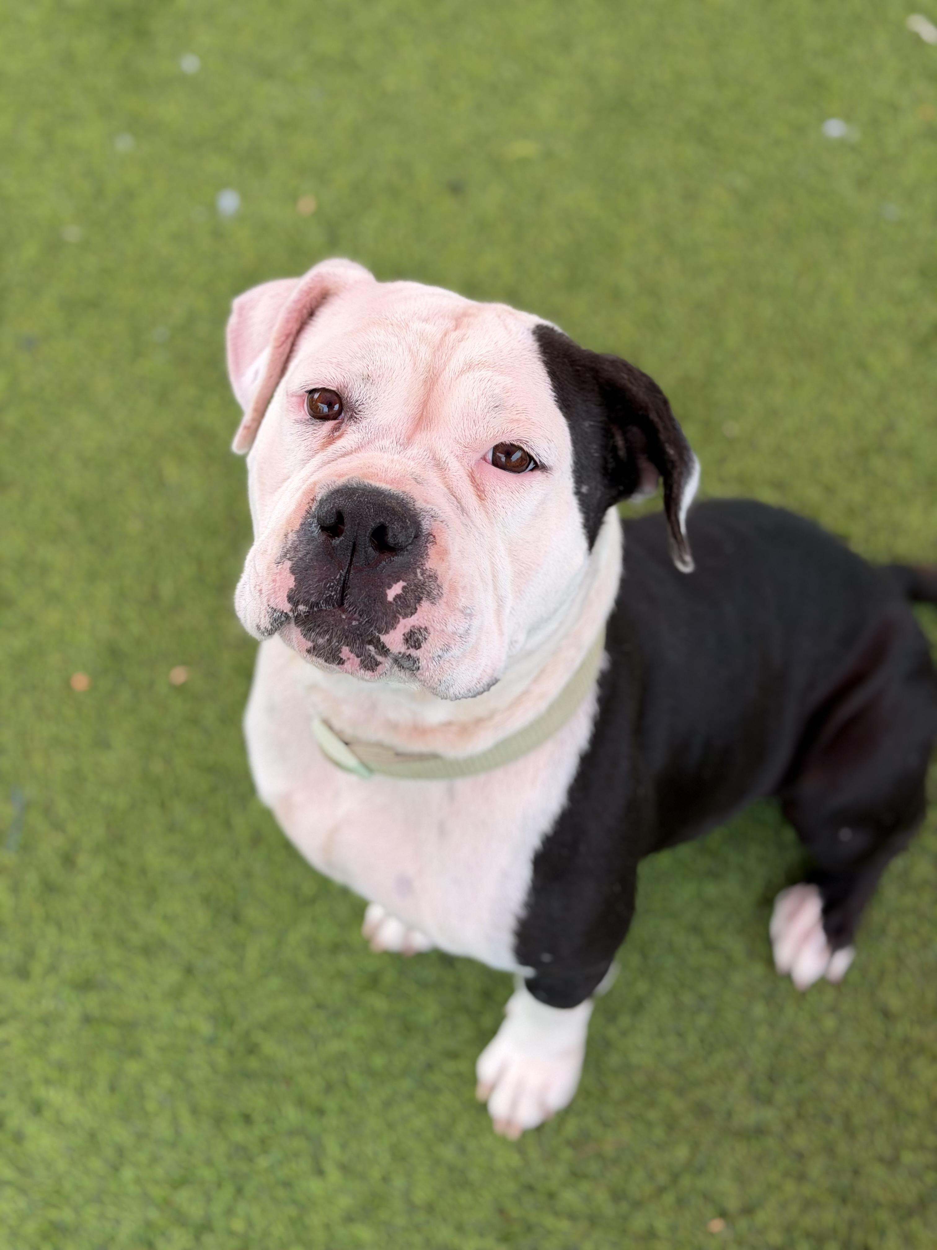 Enlarge Bernice, a ADOPTABLE mixed breed in Glendale, AZ image 3/3