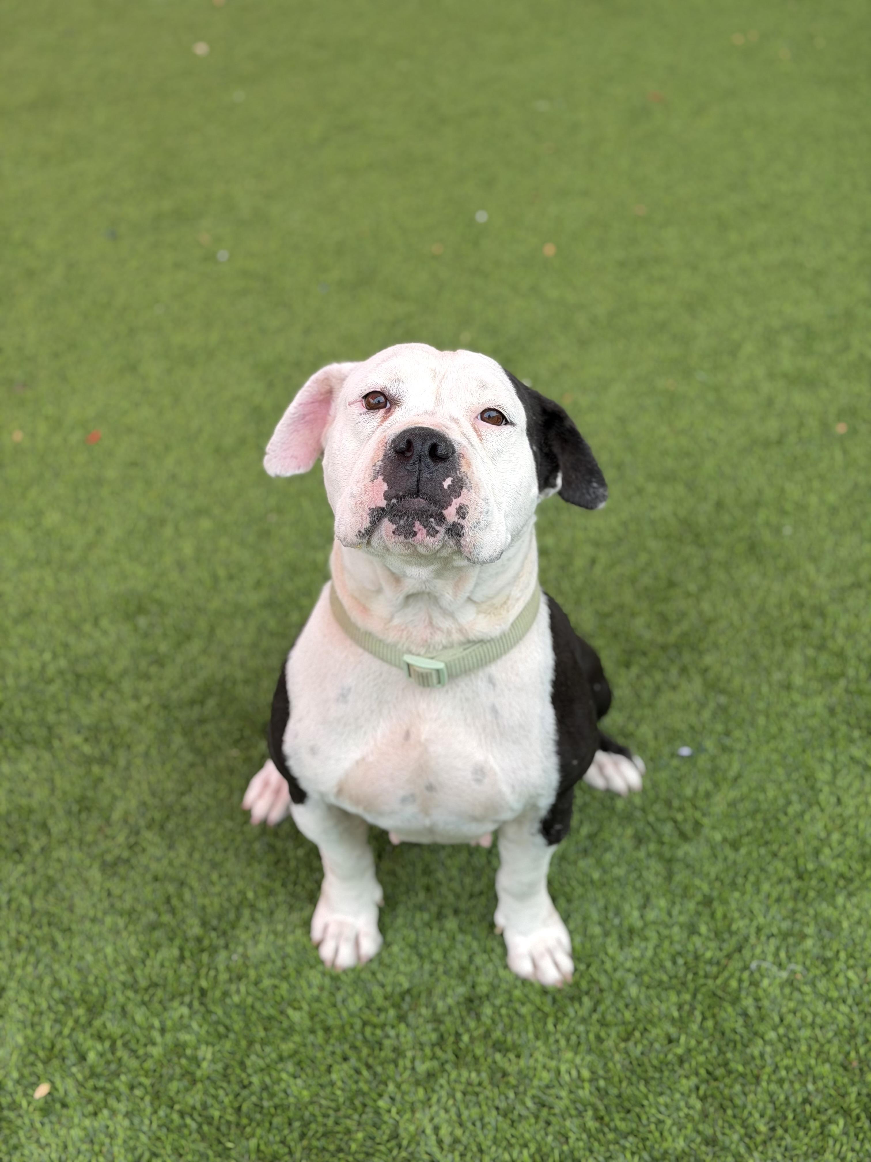 Enlarge Bernice, a ADOPTABLE mixed breed in Glendale, AZ image 1/3