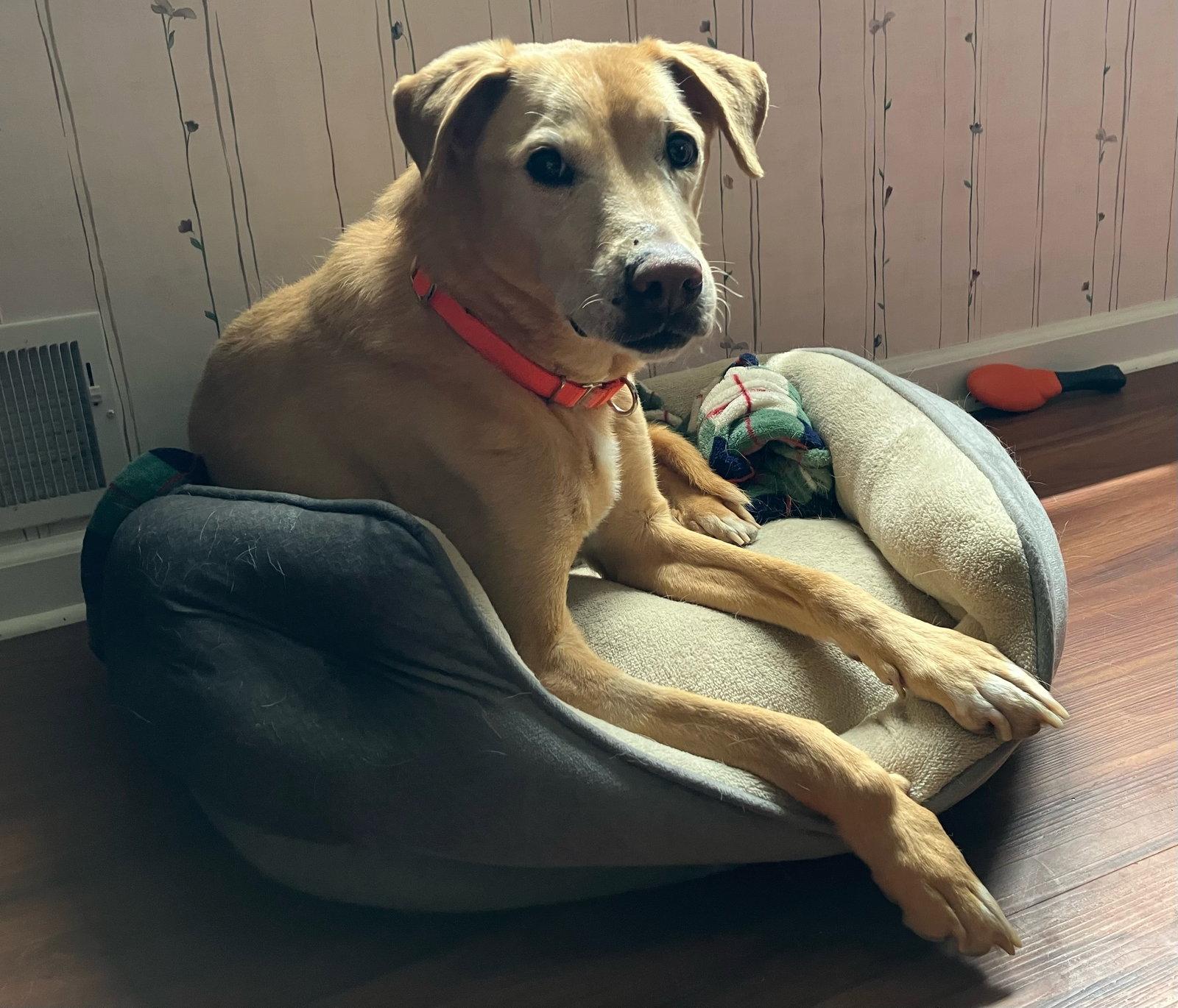 Alex, Adoptable, Senior Female Labrador Retriever.