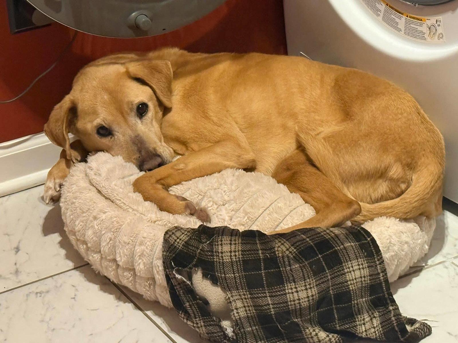 Alex, a Adoptable Labrador Retriever in Whitehall, PA image 3/3